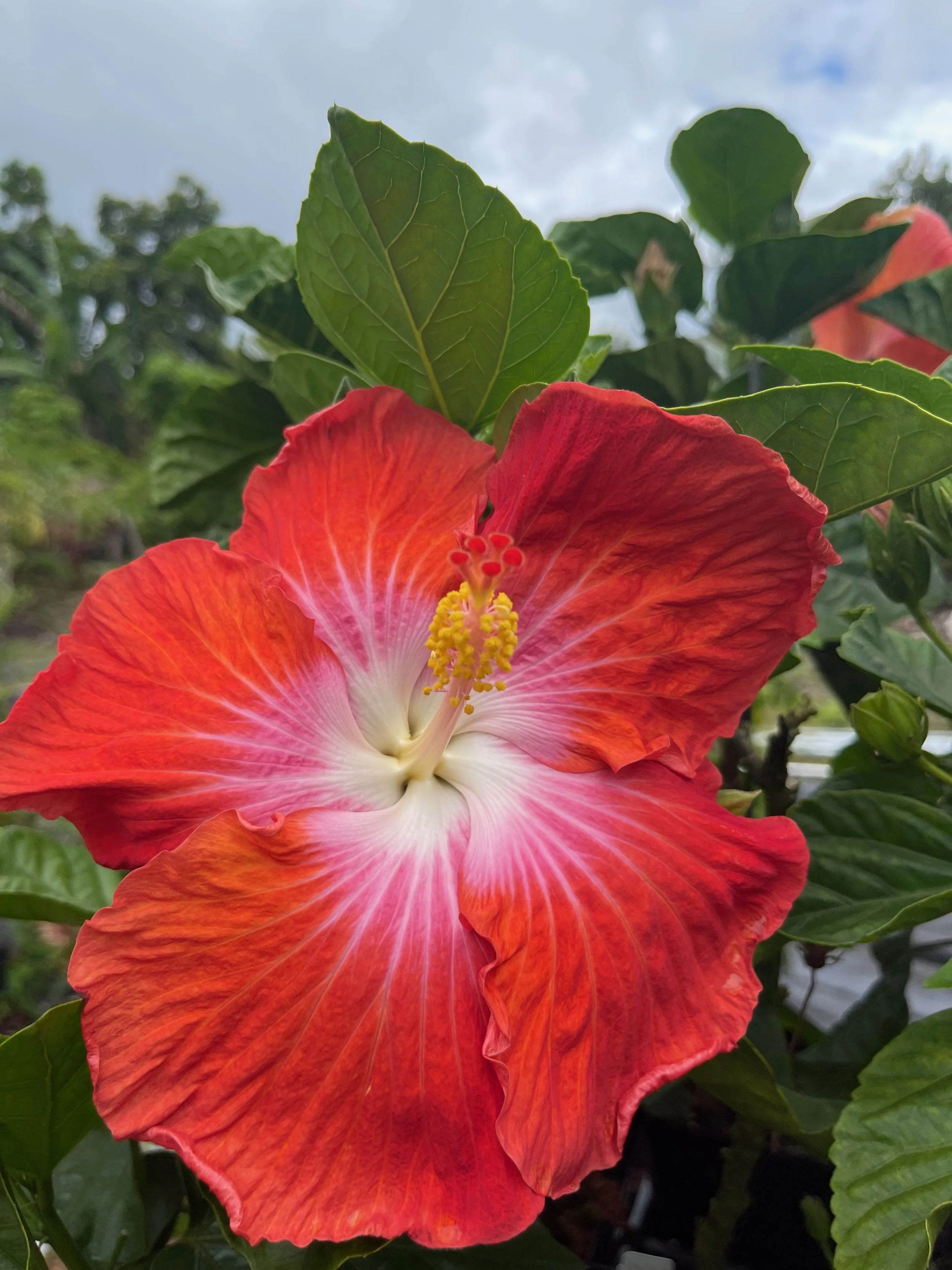 Hibiscus rosa-sinensis 'Passion Punch' (2).jpeg