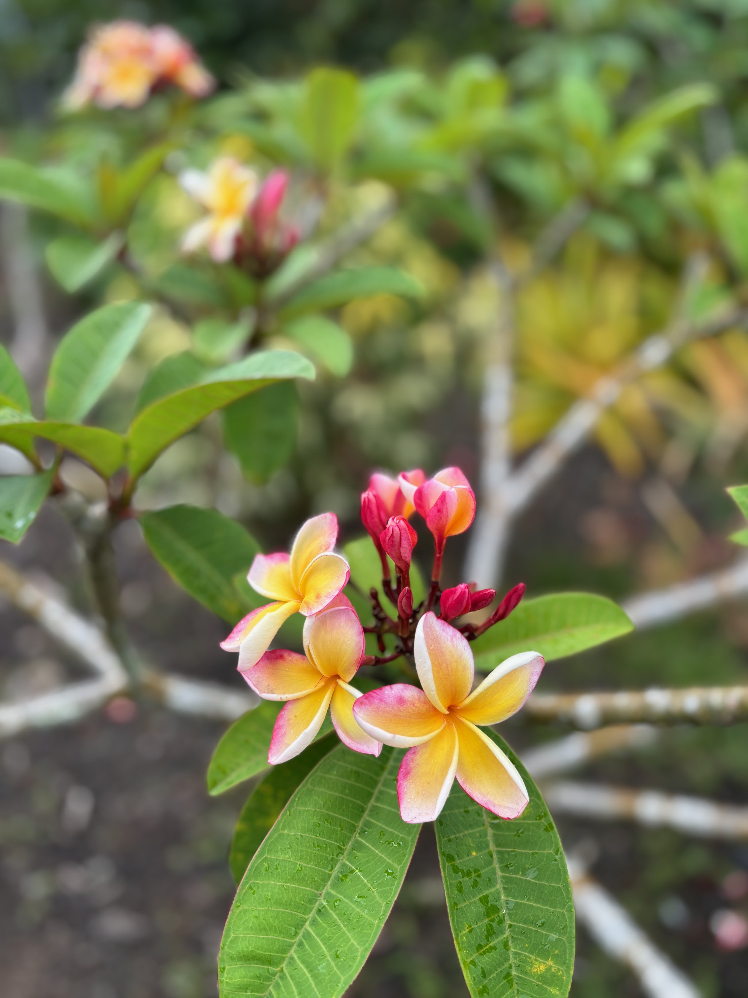 Plumeria rubra 'Penang Peach’ (2).jpeg