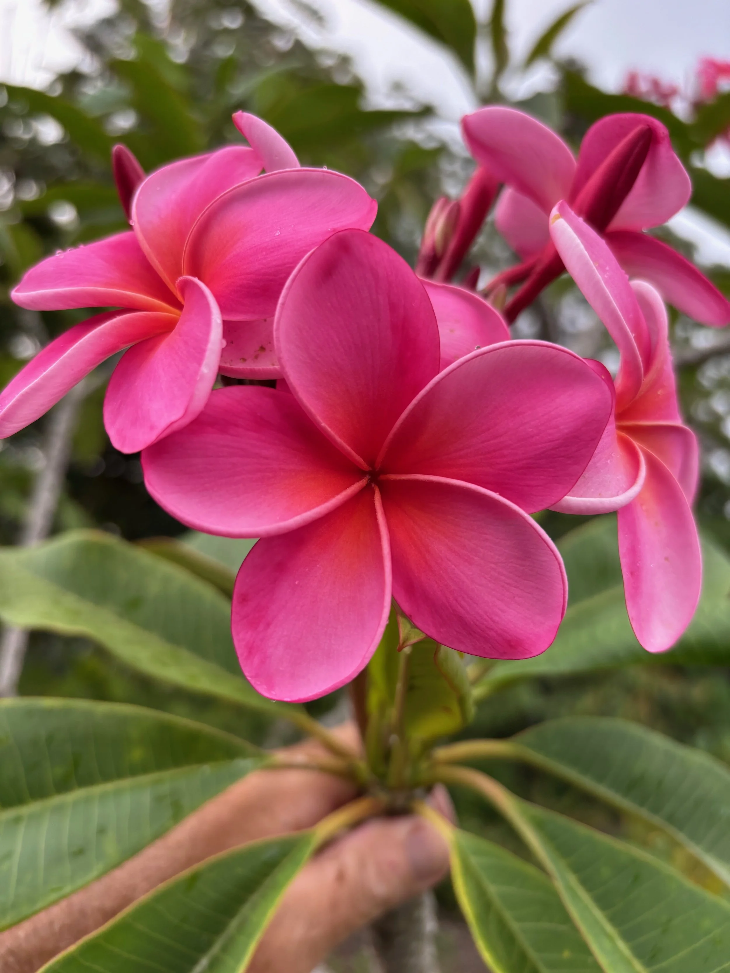 Plumeria rubra 'Laguna Pink' ('Plastic Pink' - ('Royal Hawaiian') (1).jpeg