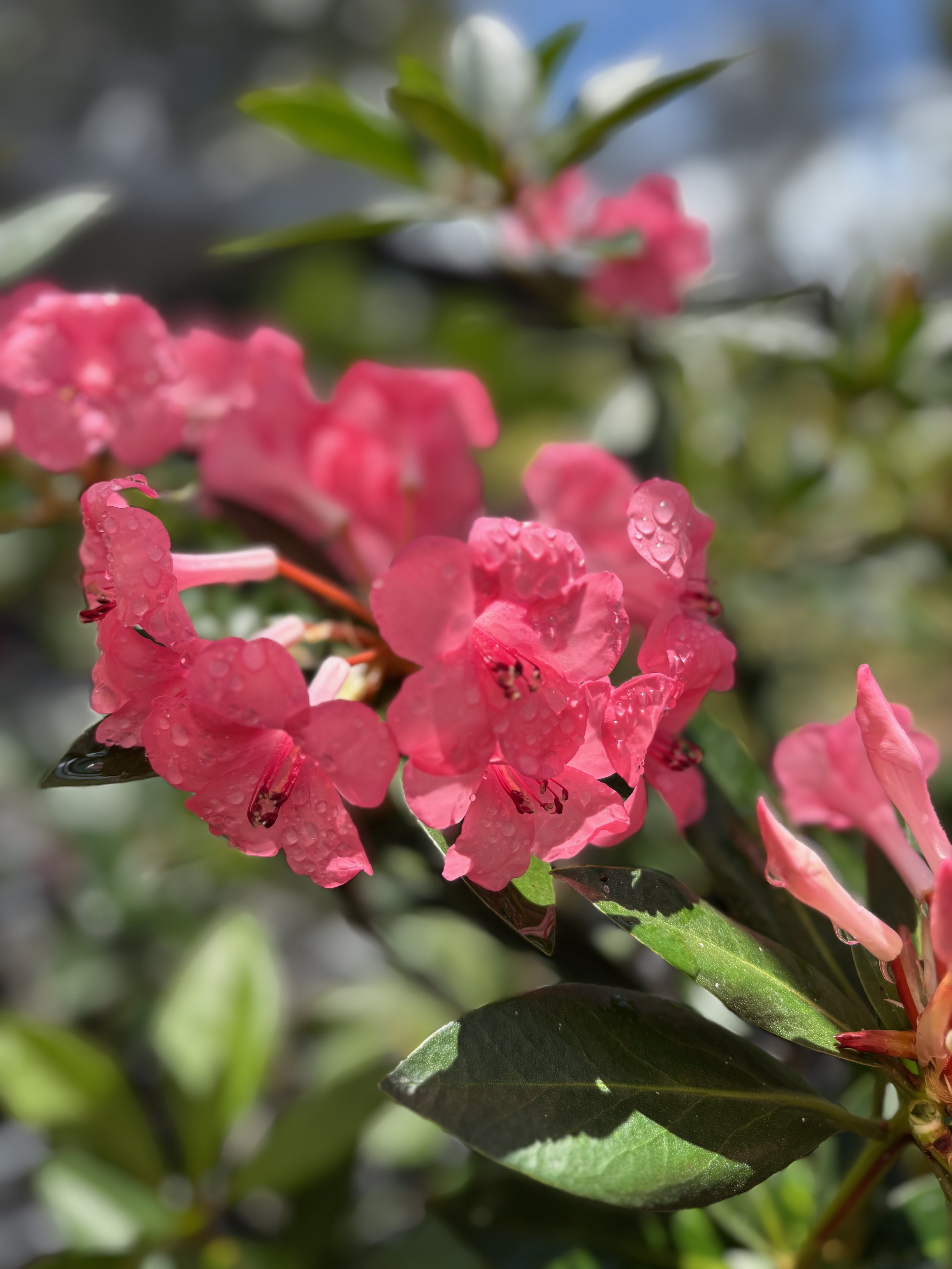 Rhododendron vireya 'Pink Princess'.jpeg