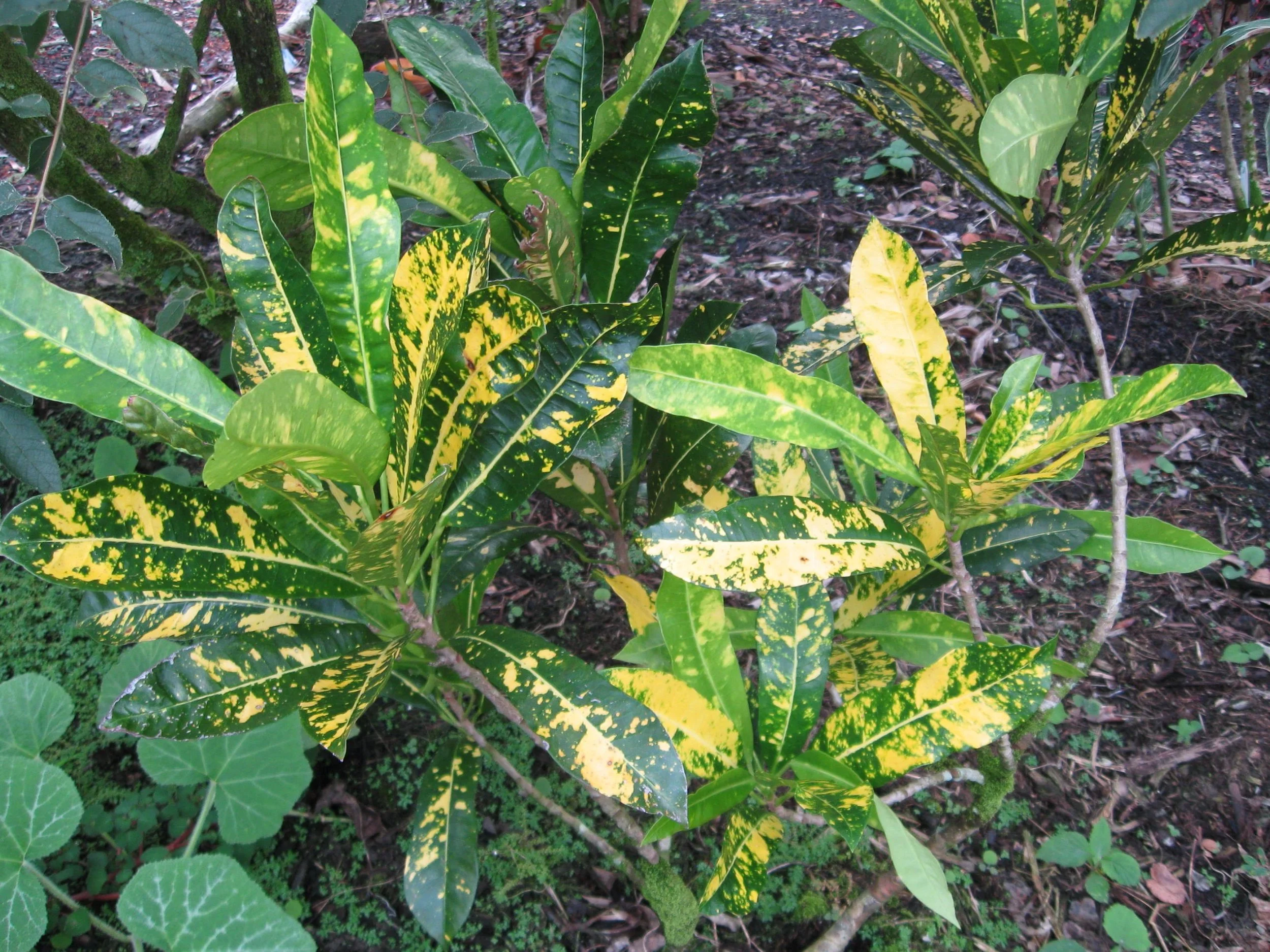 Codiaeum 'Andrew Kinsey'.jpeg