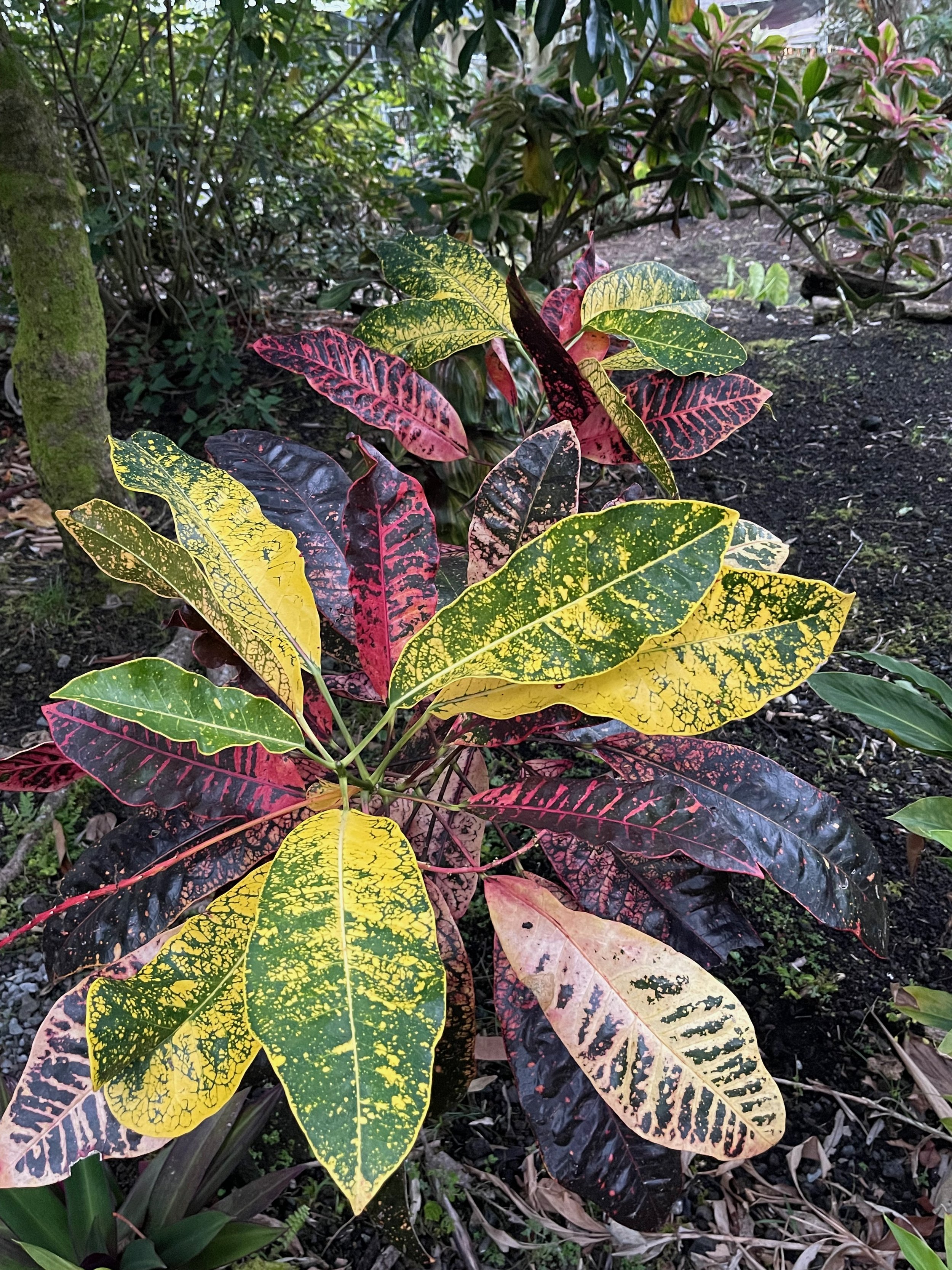 Codiaeum 'Chili Pan' (1).jpeg