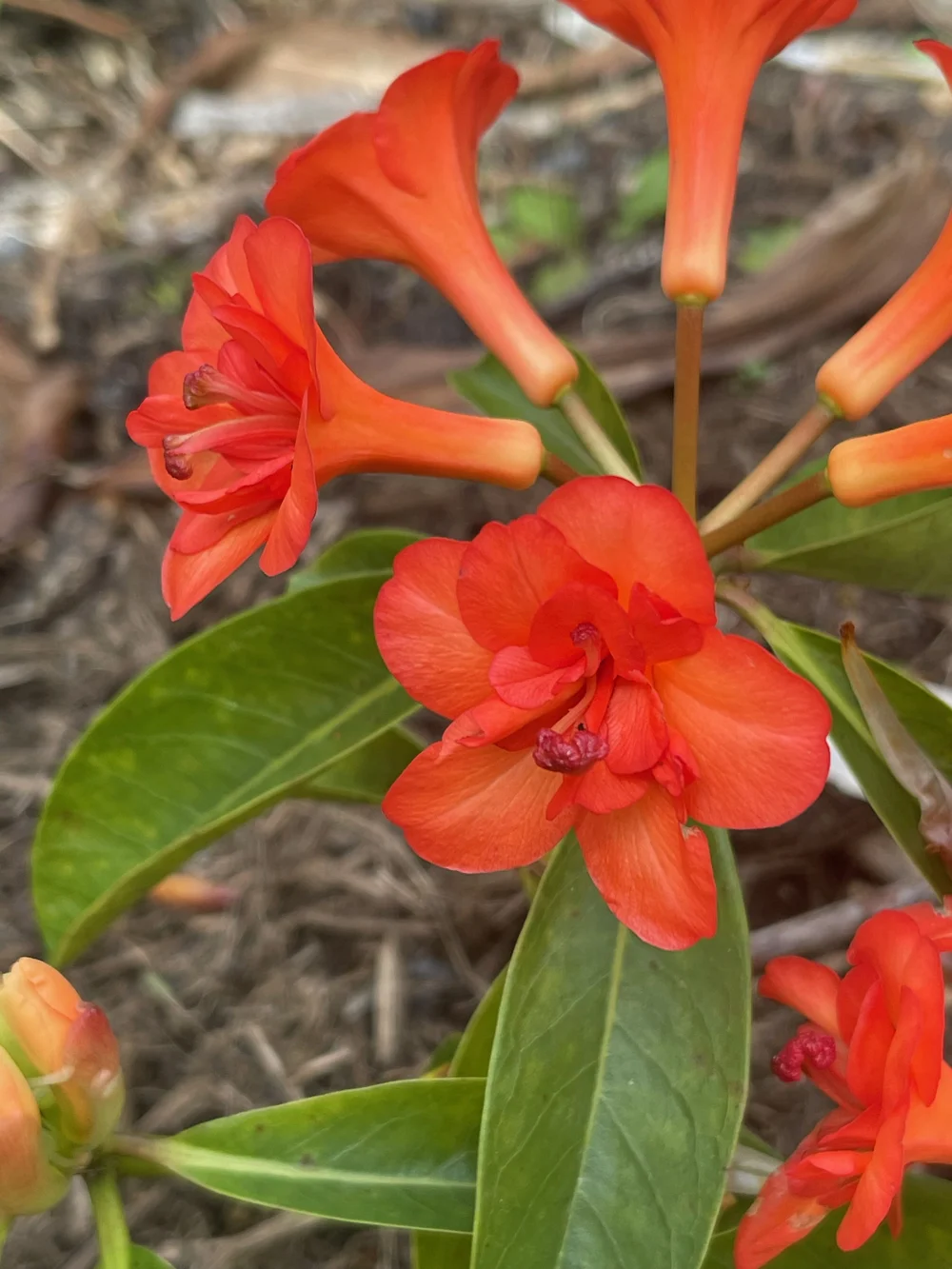 Rhododendron vireya 'Java Rose'  Vintage Green Farms with Tom Piergrossi