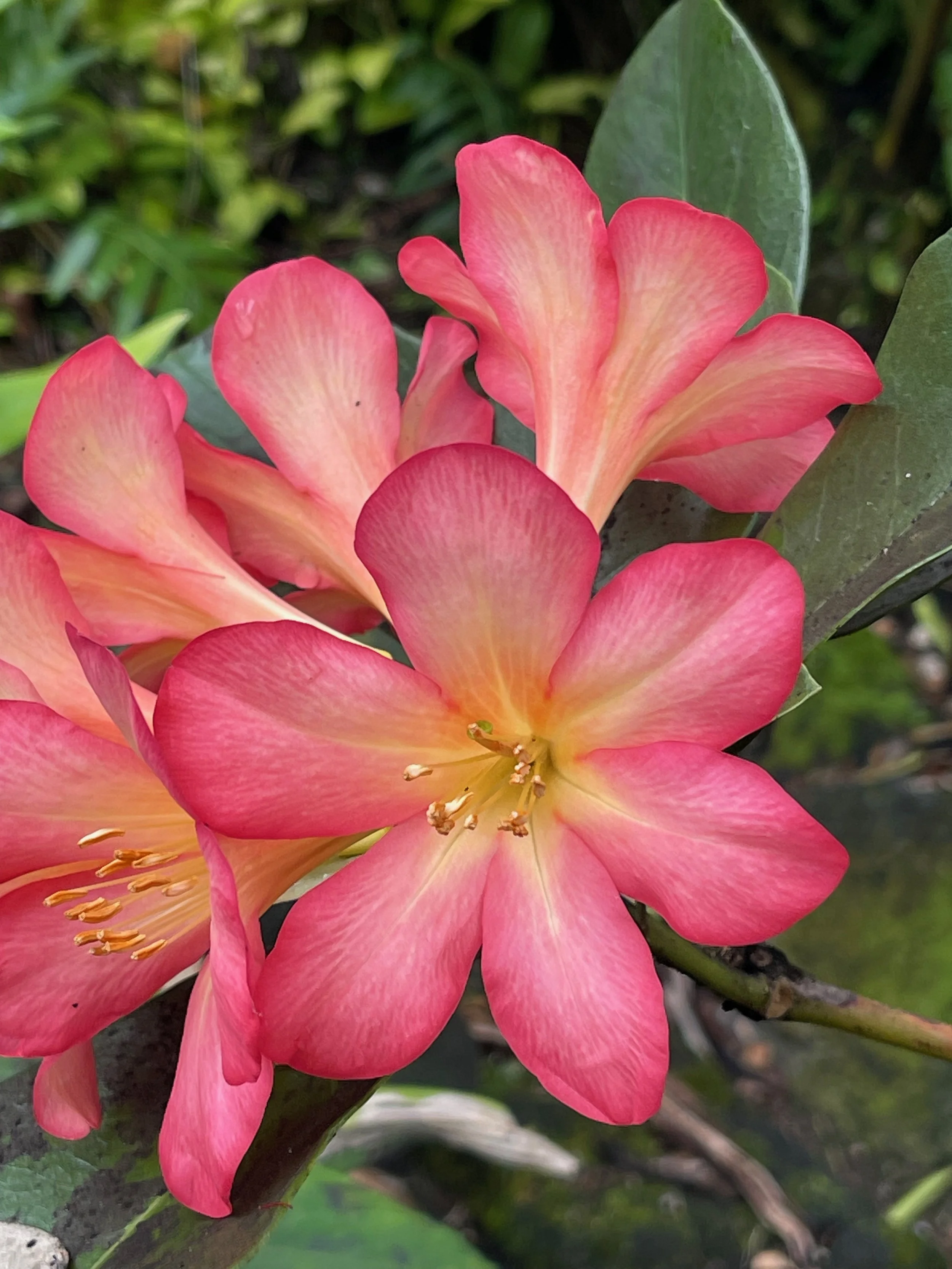 Rhododendron vireya 'Kadam' (3).jpeg