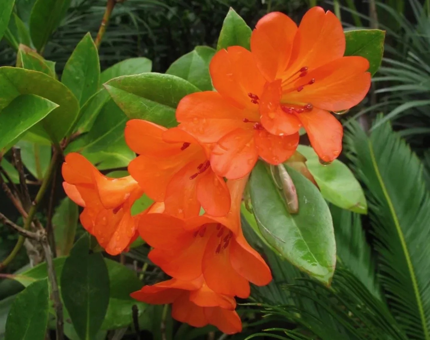 Rhododendron vireya 'Niugini Firebird'.jpeg