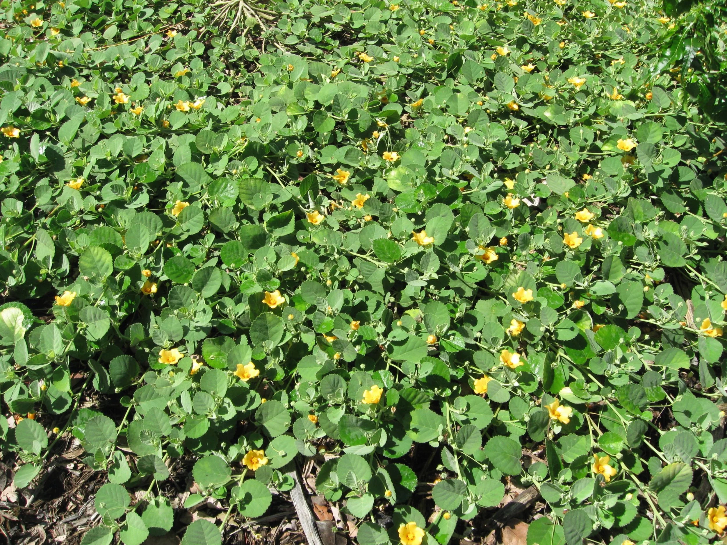 Sida fallax prostrata — Vintage Green Farms with Tom Piergrossi