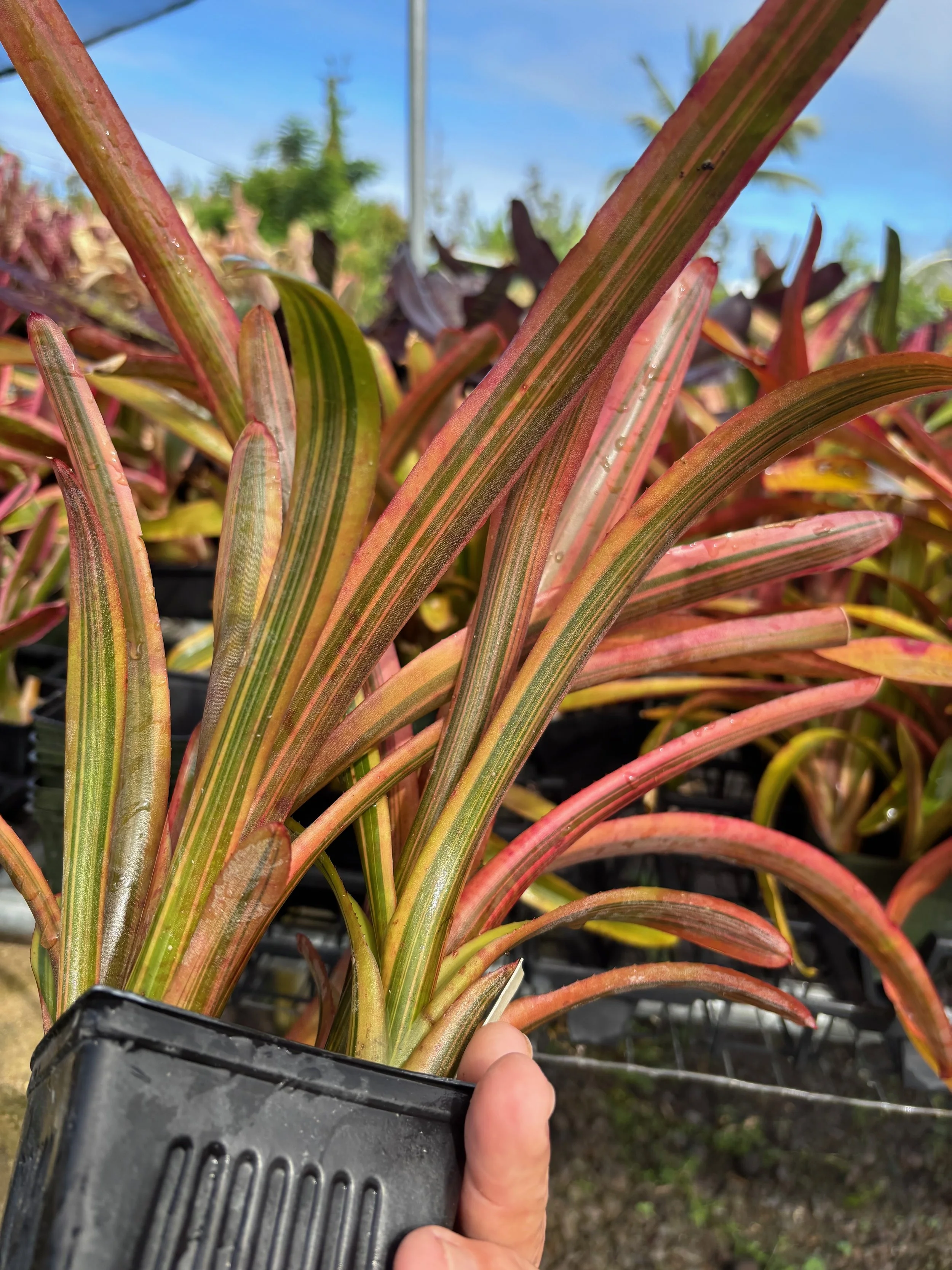 Neoregelia sp. gold var. (53).jpeg