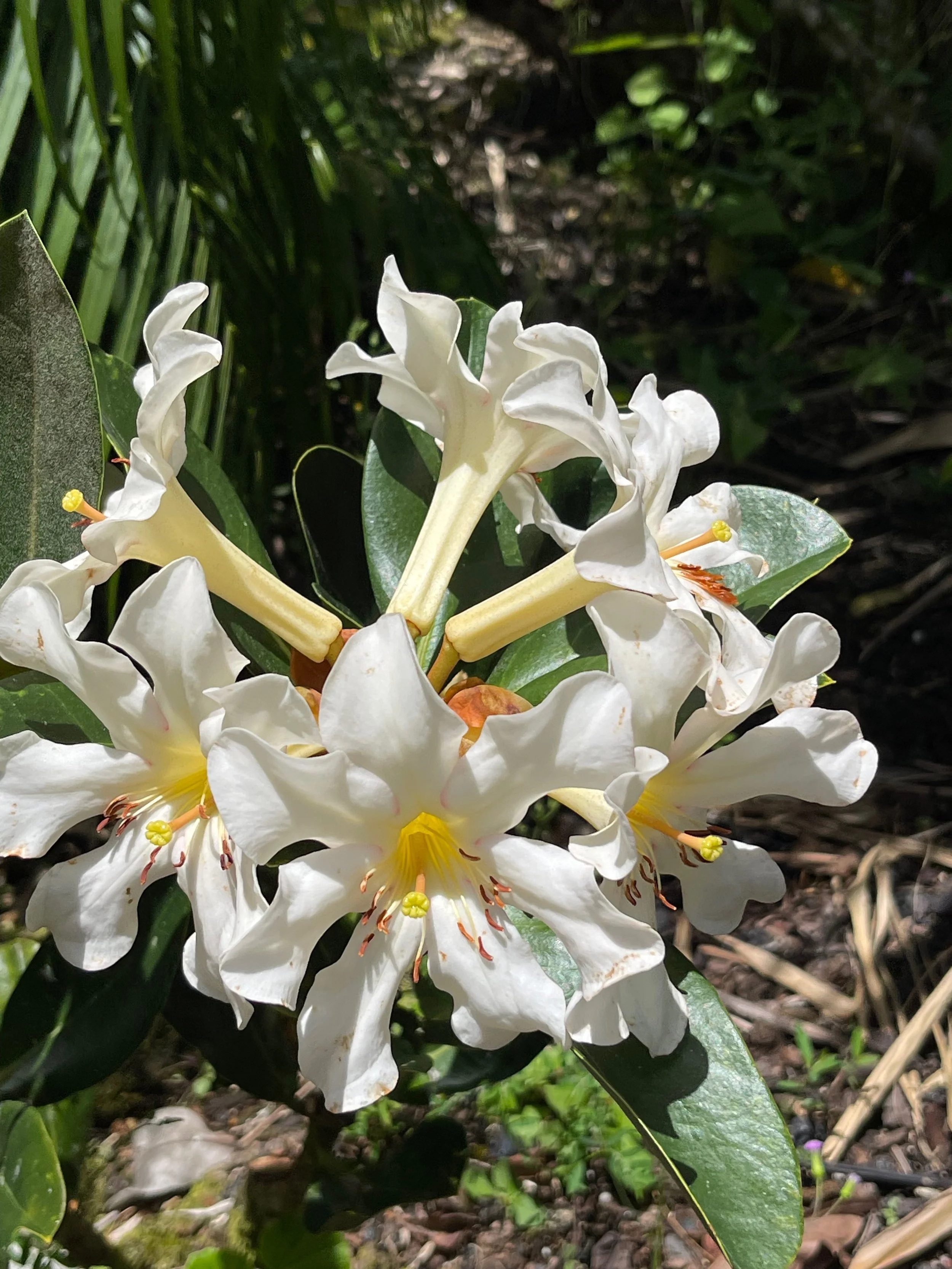 Rhododendron vireya 'Clair Elsie' (1).jpeg