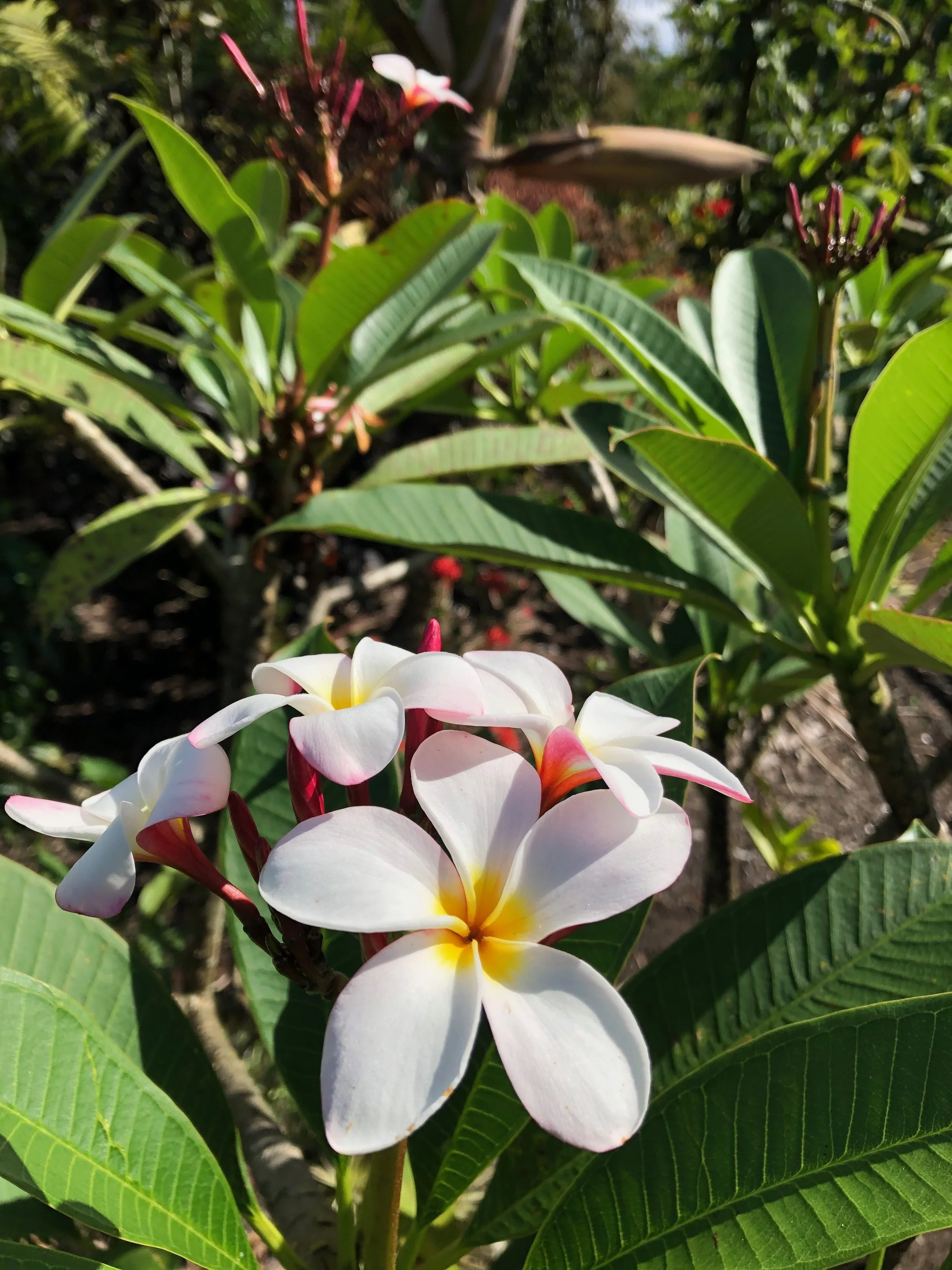 Plumeria rubra ‘Slaughter Pink’.jpeg