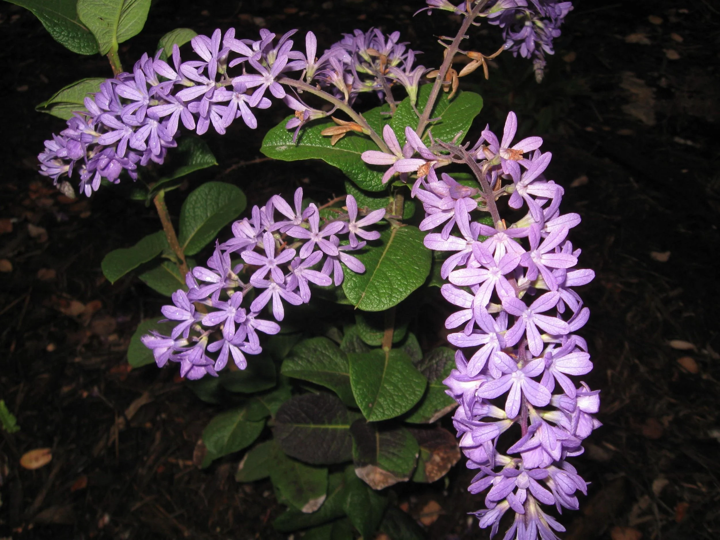 Petrea arborea (1).jpeg