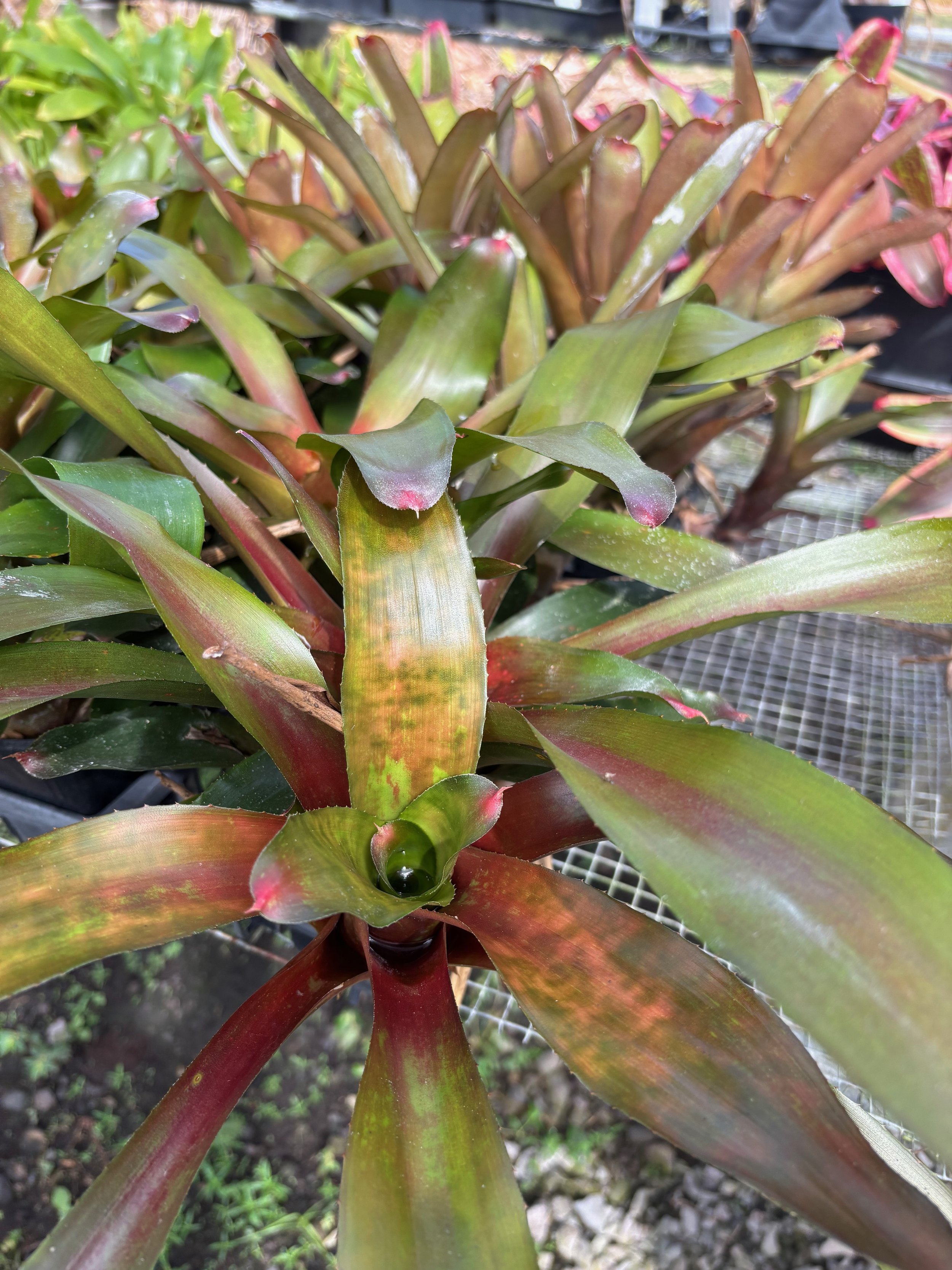 Neoregelia 'Alpine Rose' — Vintage Green Farms with Tom Piergrossi