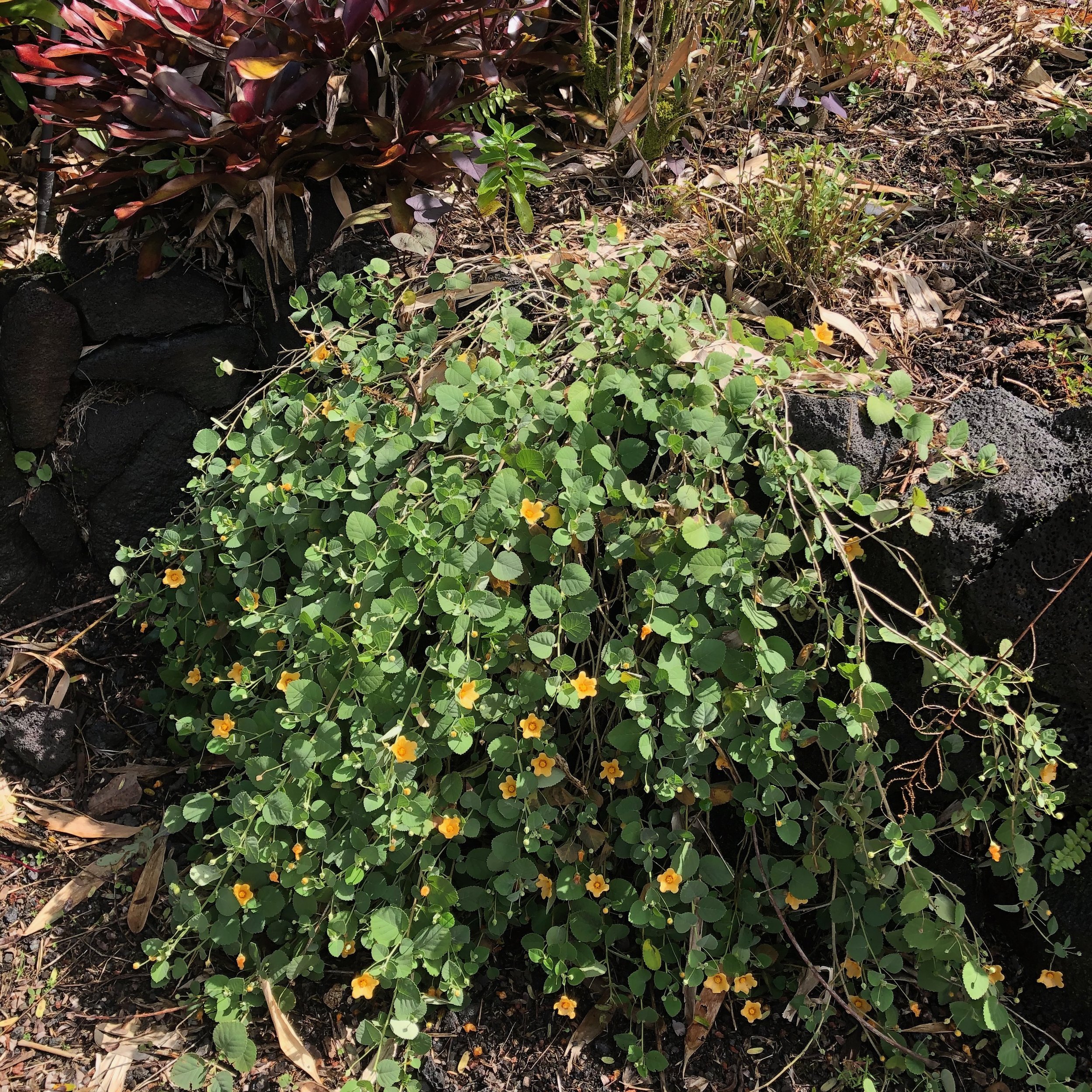 Sida fallax prostrata.jpeg