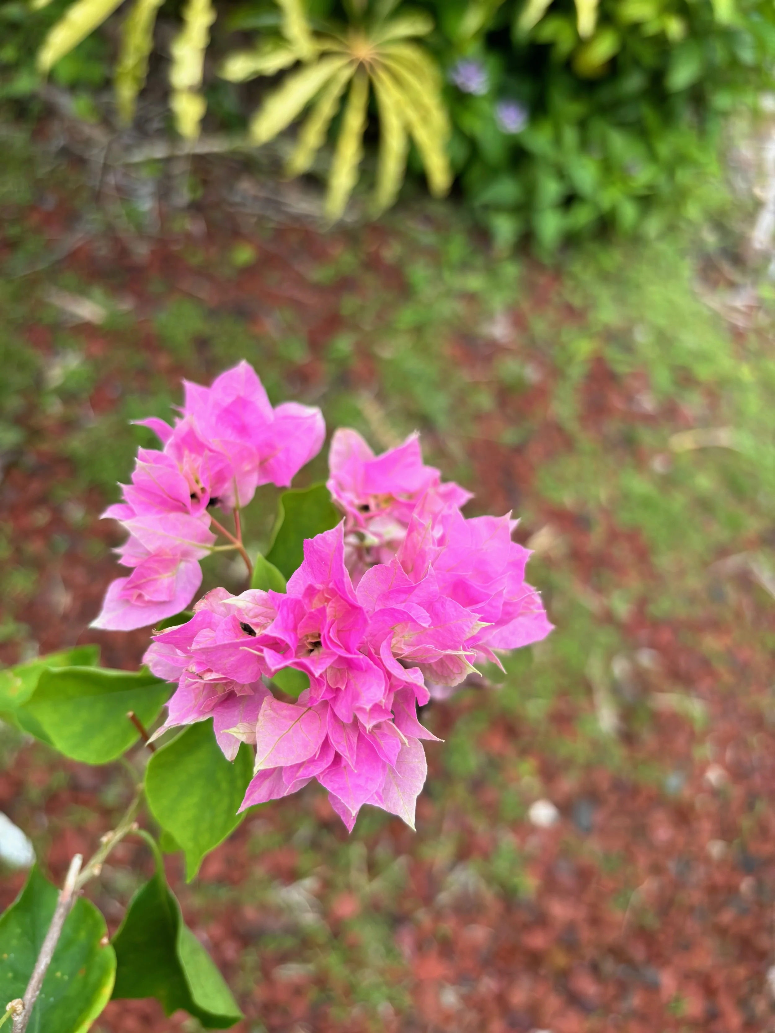 Bougainvillea (Double Pink) (2).jpeg