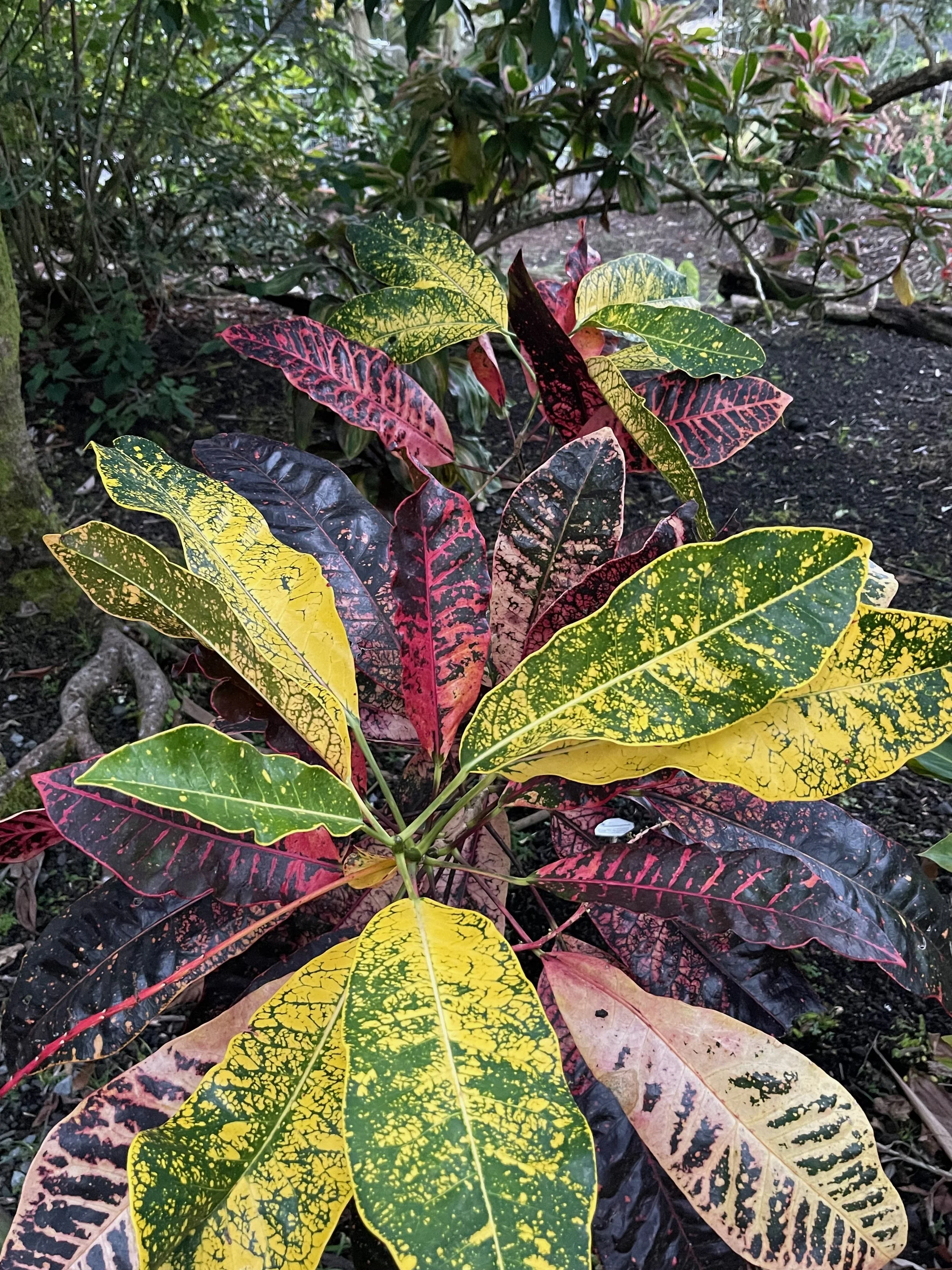 Codiaeum 'Chili Pan'.jpeg
