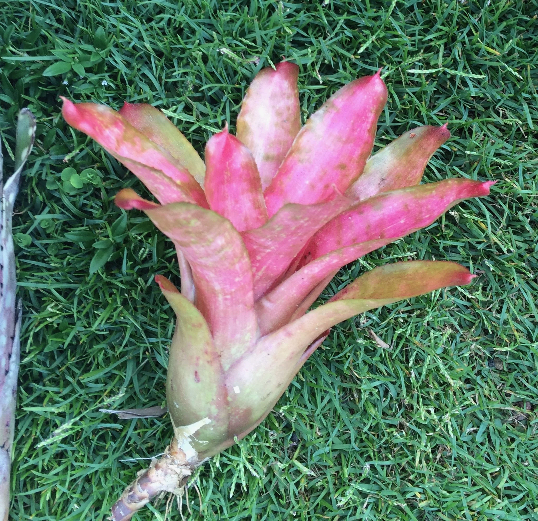 Neoregelia 'Alpine Rose' — Vintage Green Farms with Tom Piergrossi