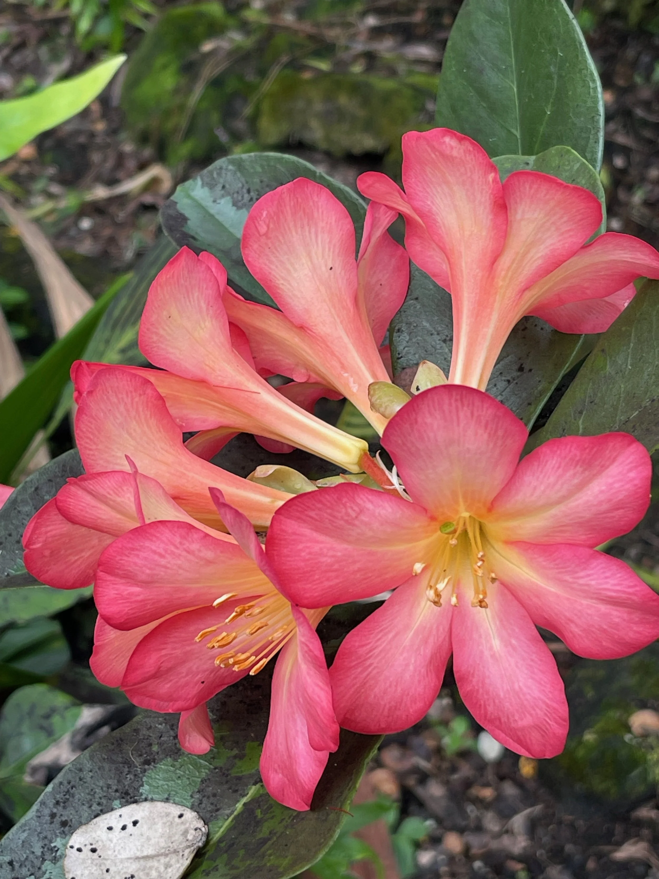 Rhododendron vireya 'Kadam' (1).jpeg