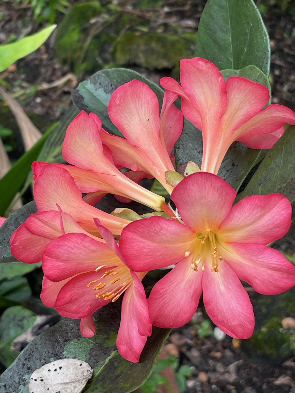 Rhododendron vireya  Vintage Green Farms with Tom Piergrossi