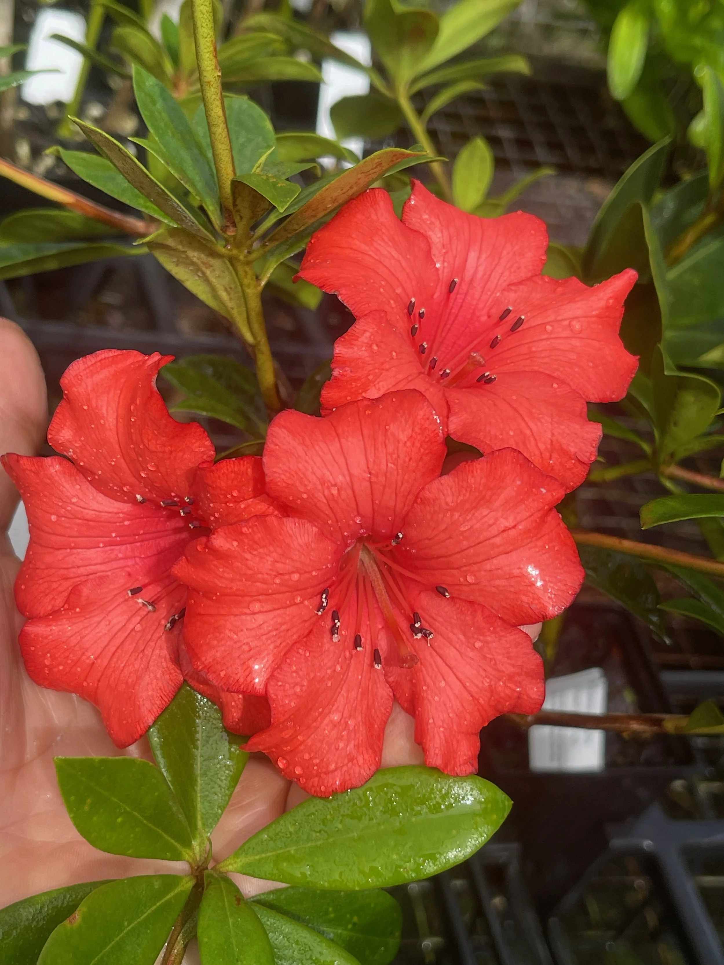 Rhododendron vireya 'Charming Valentino' (2).jpeg