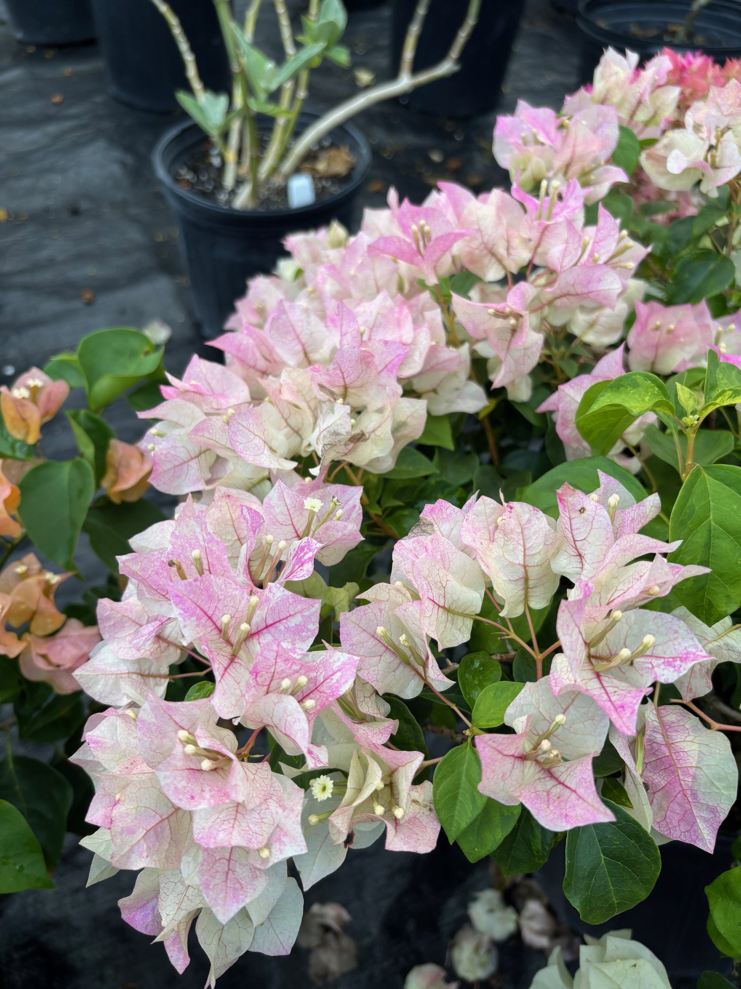 Bougainvillea 'Sunstone White' (1).jpeg