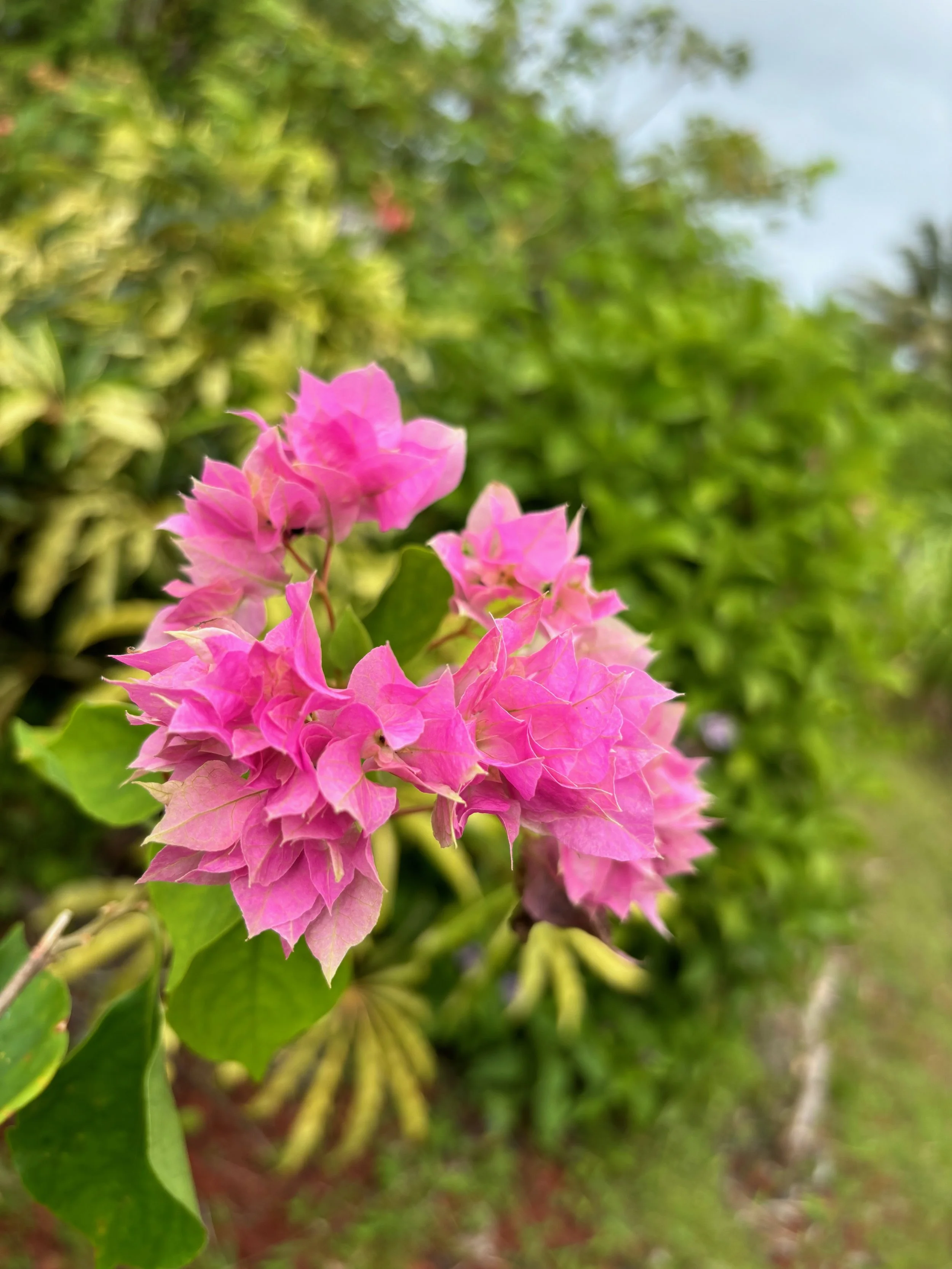 Bougainvillea (Double Pink) (1).jpeg
