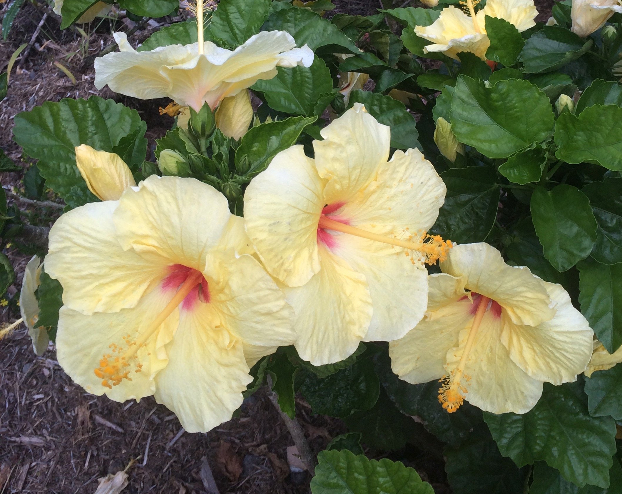 Hibiscus rosa-sinensis 'Hula Girl' (1).jpeg