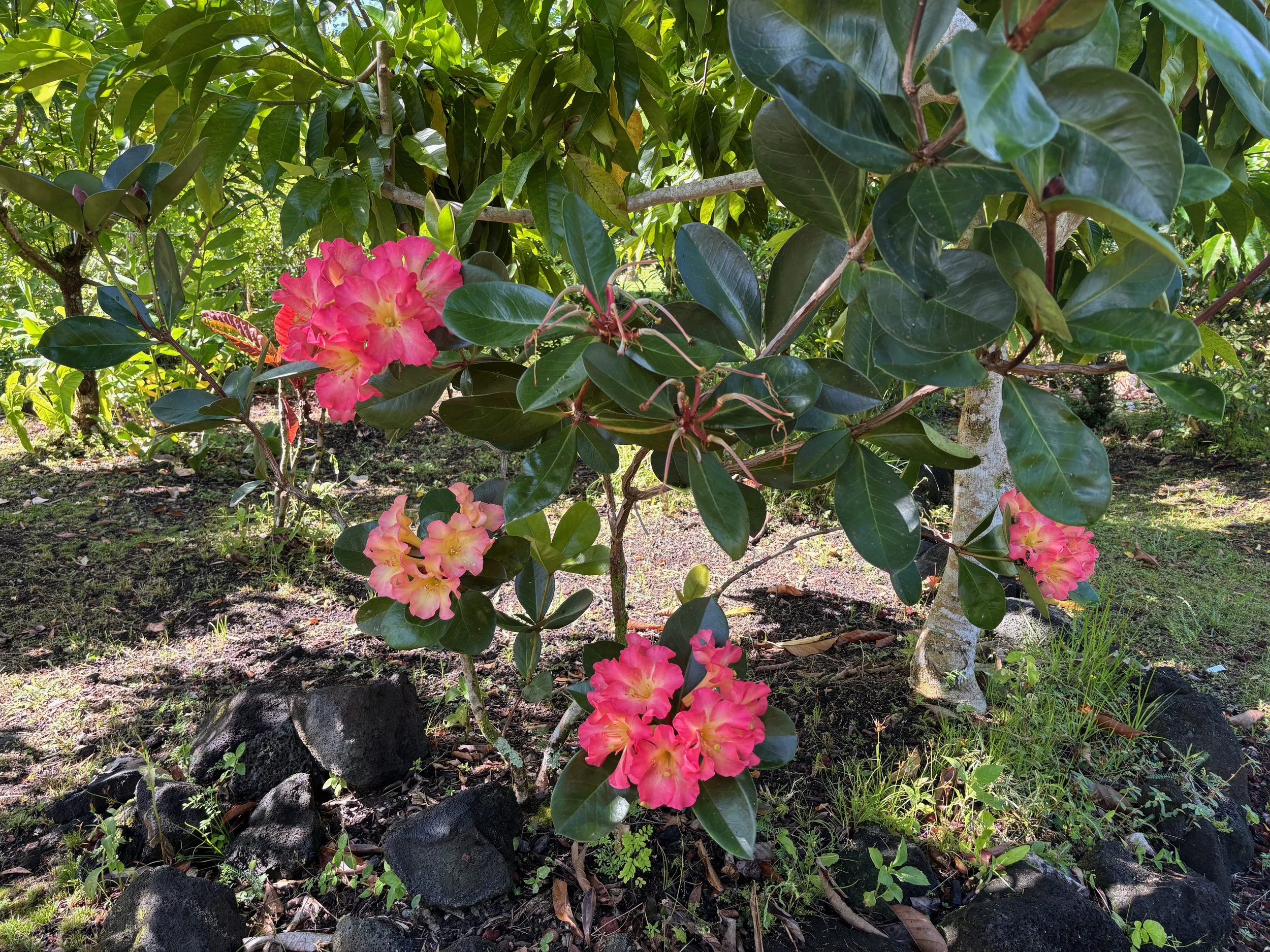 Rhododendron vireya 'New Ze.jpeg