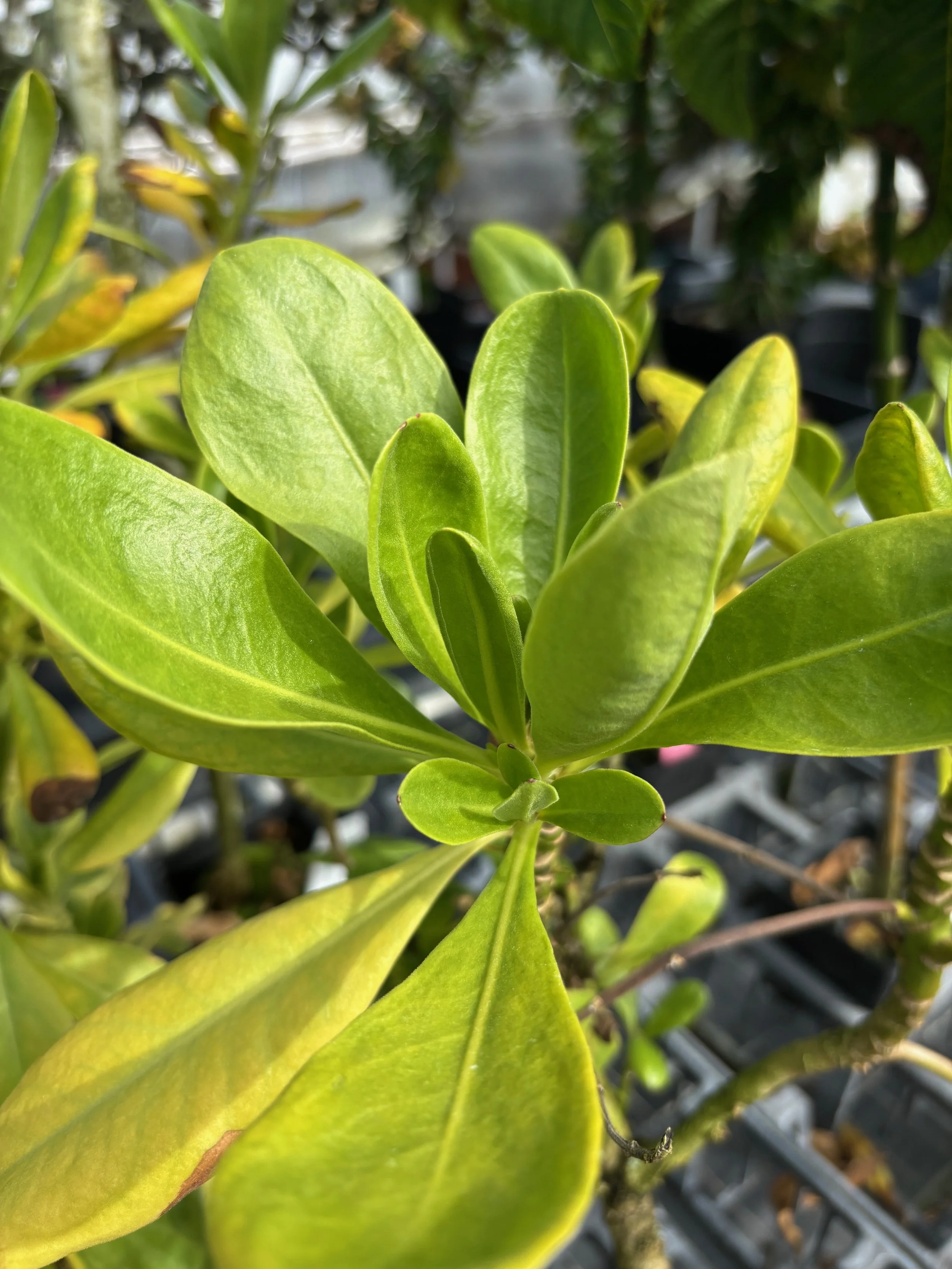 Scaevola sericea.jpeg