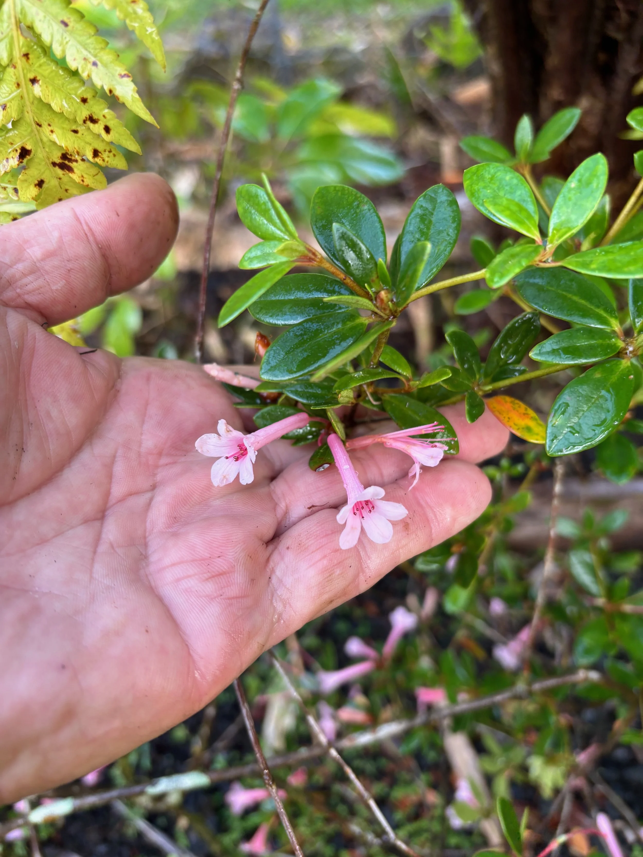 Rhododendron vireya 'Craig Faragher' (3).jpeg