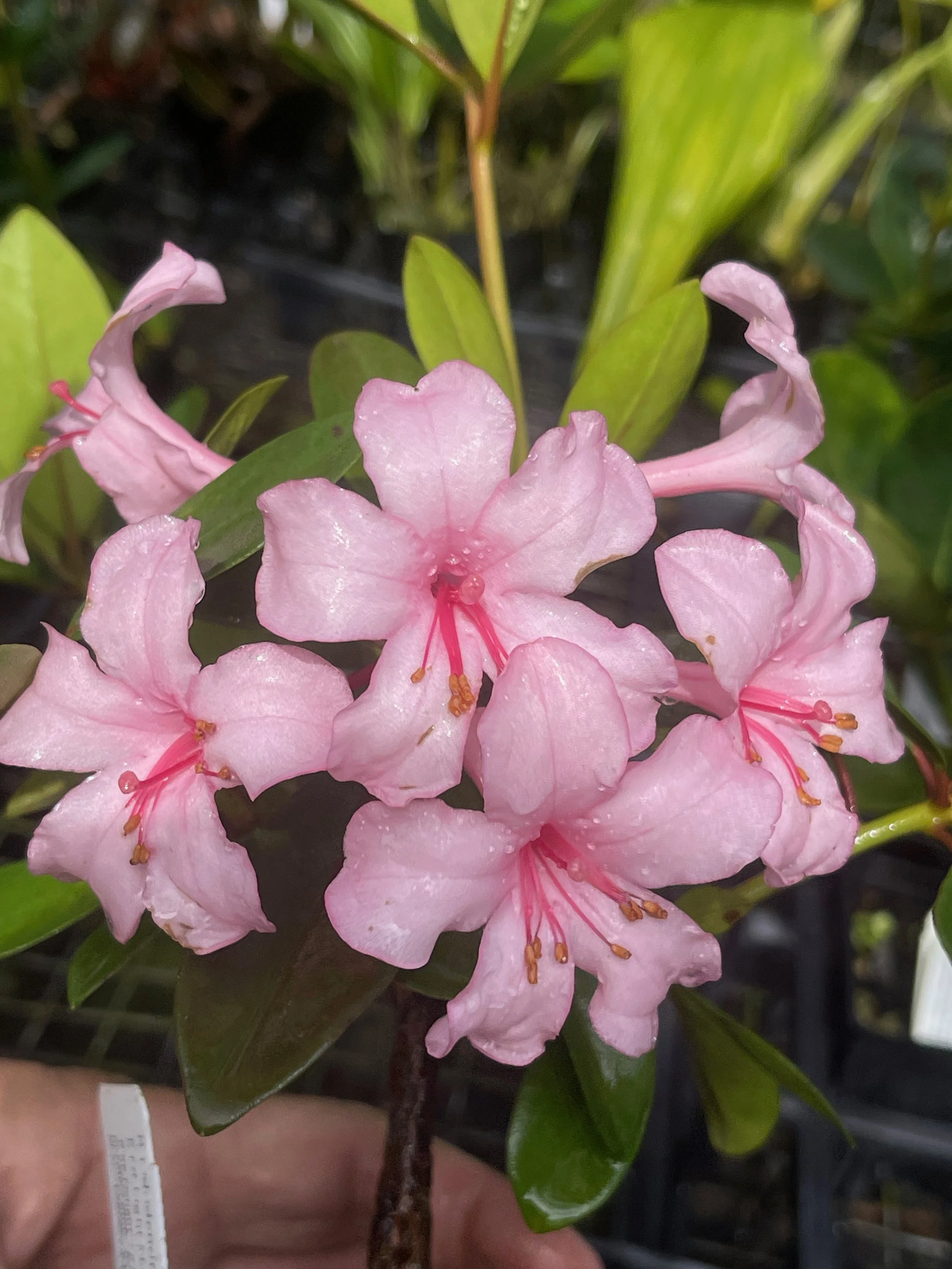 Rhododendron vireya 'First Light' — Vintage Green Farms with Tom Piergrossi