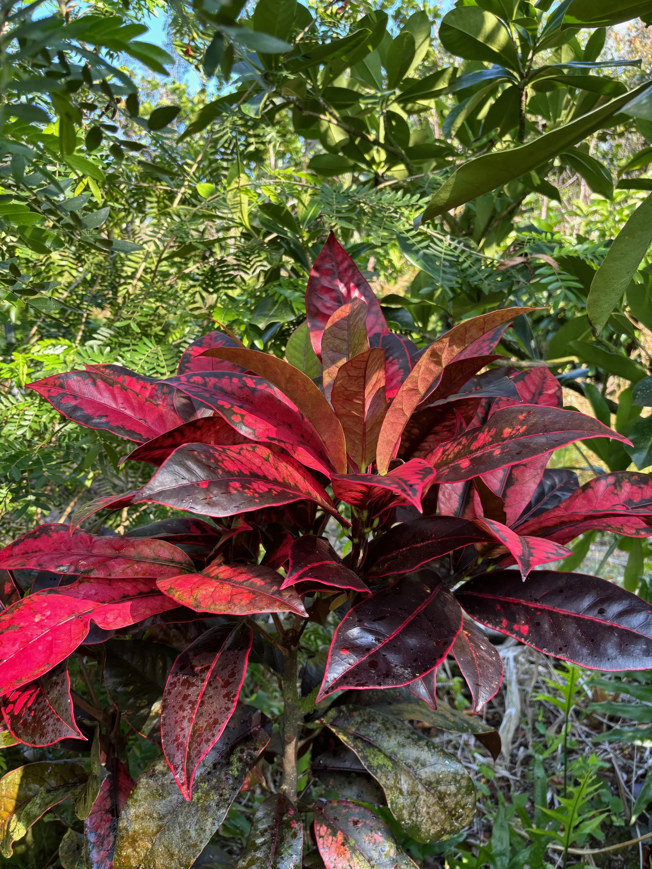 Codiaeum 'Stained Glass' (1).jpeg