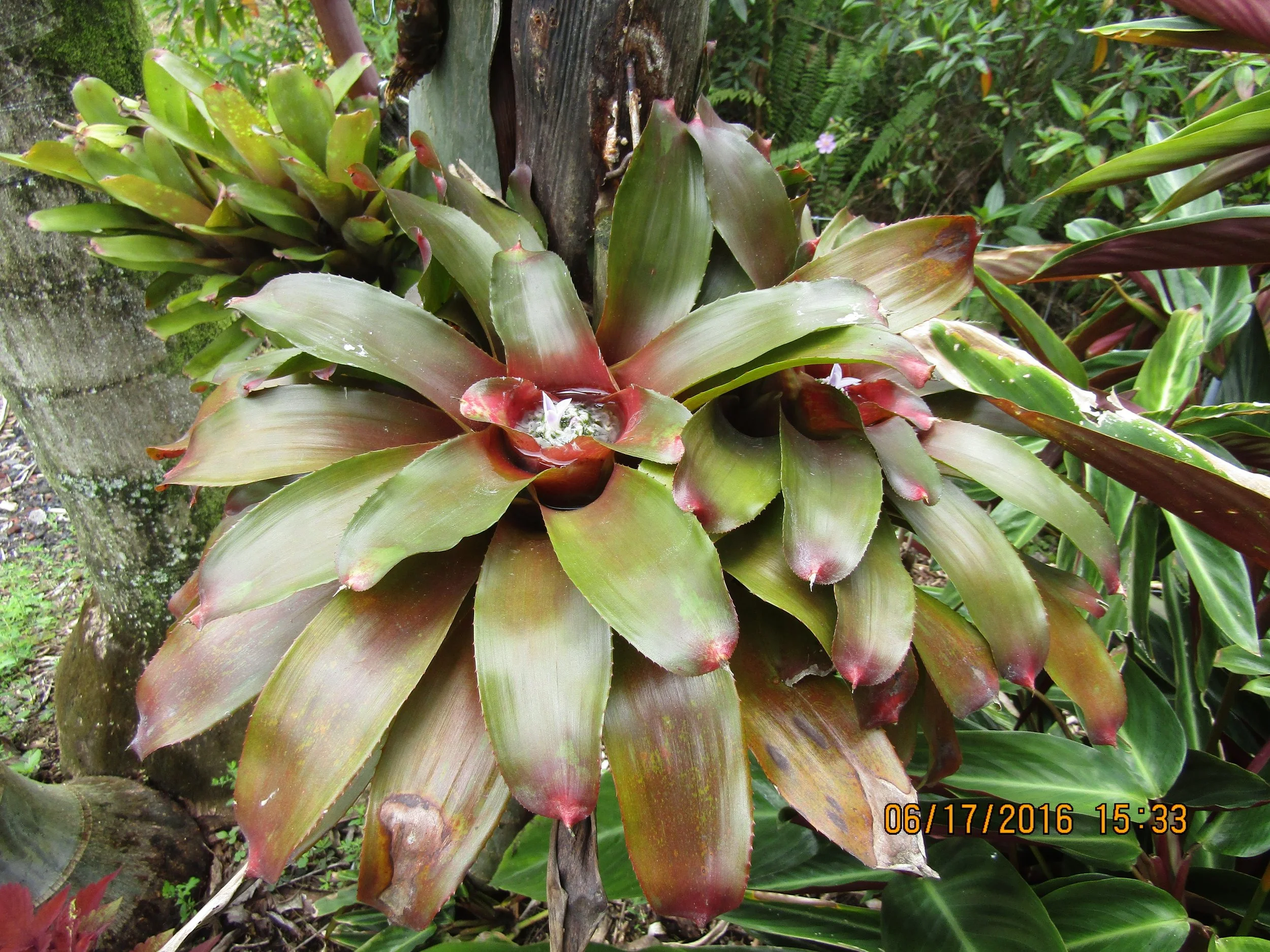 Neoregelia 'Alpine Rose'.jpeg