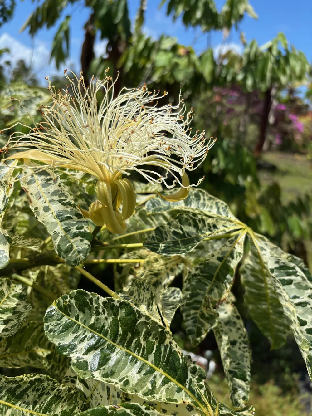 Pachira glabra variegata (Malabar Chestnut)  Vintage Green Farms with Tom  Piergrossi