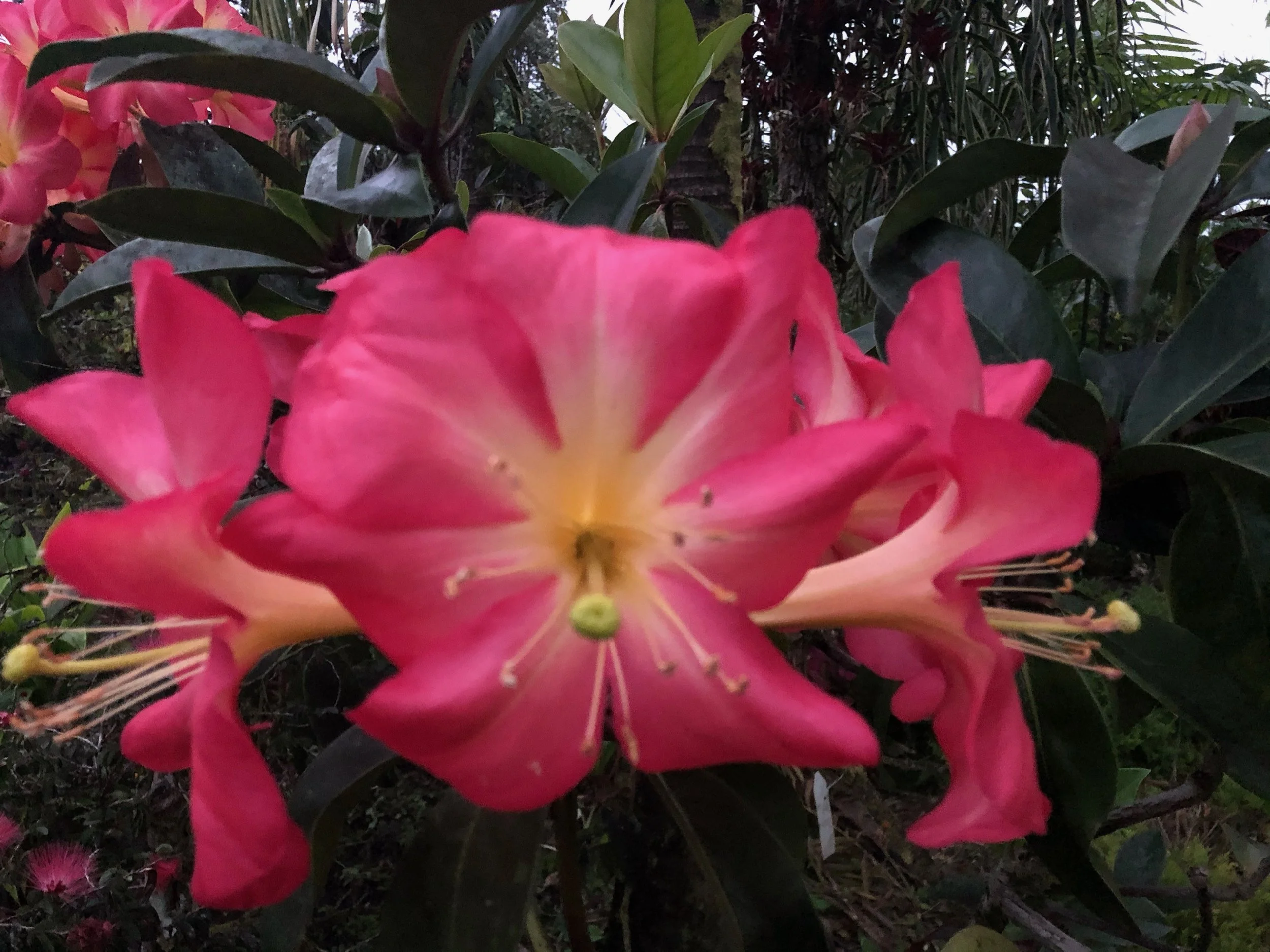 Rhododendron vireya 'Pink Pazazz' (1).jpeg