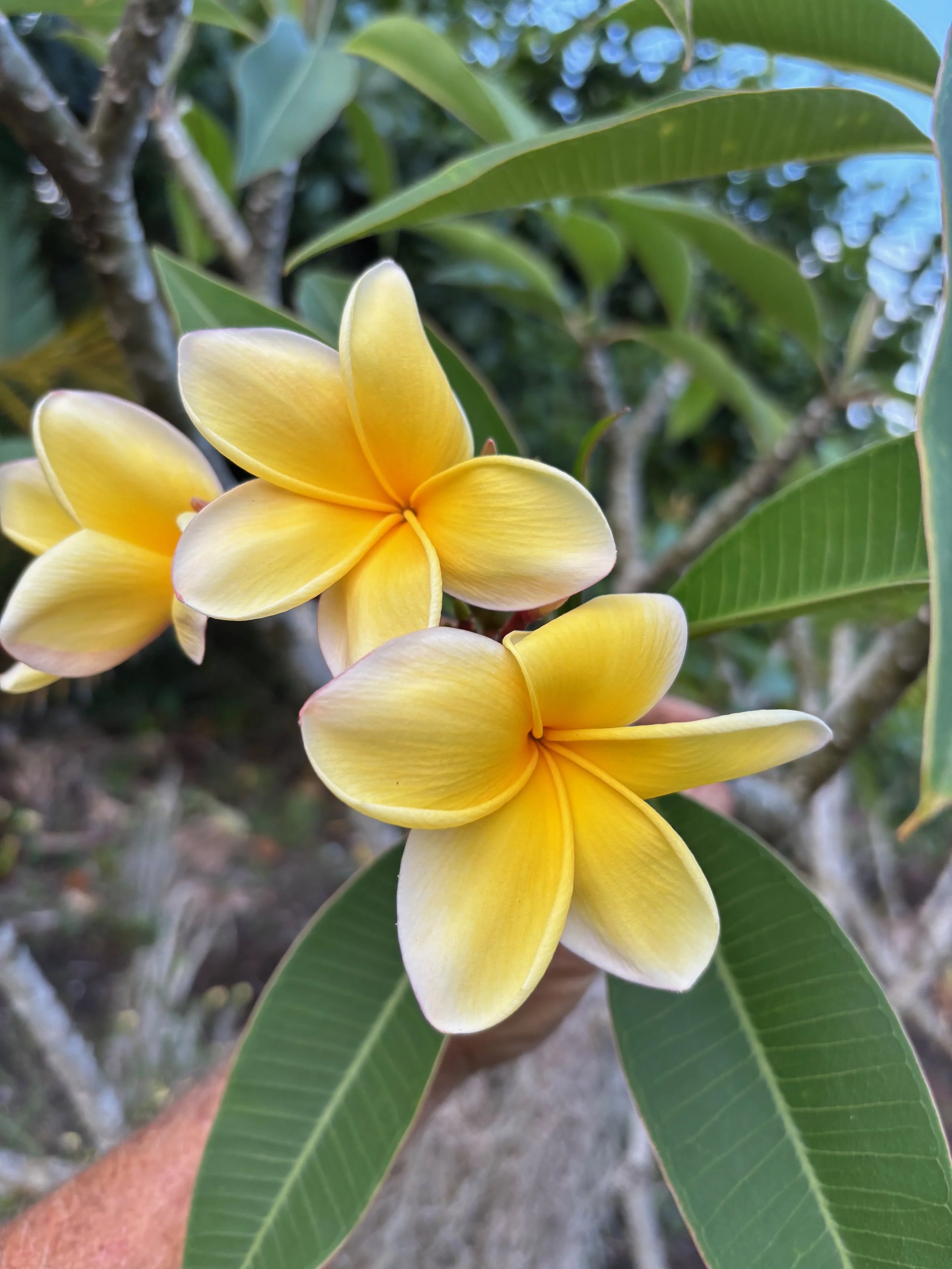 Plumeria rubra 'Aztec Gold’.jpeg