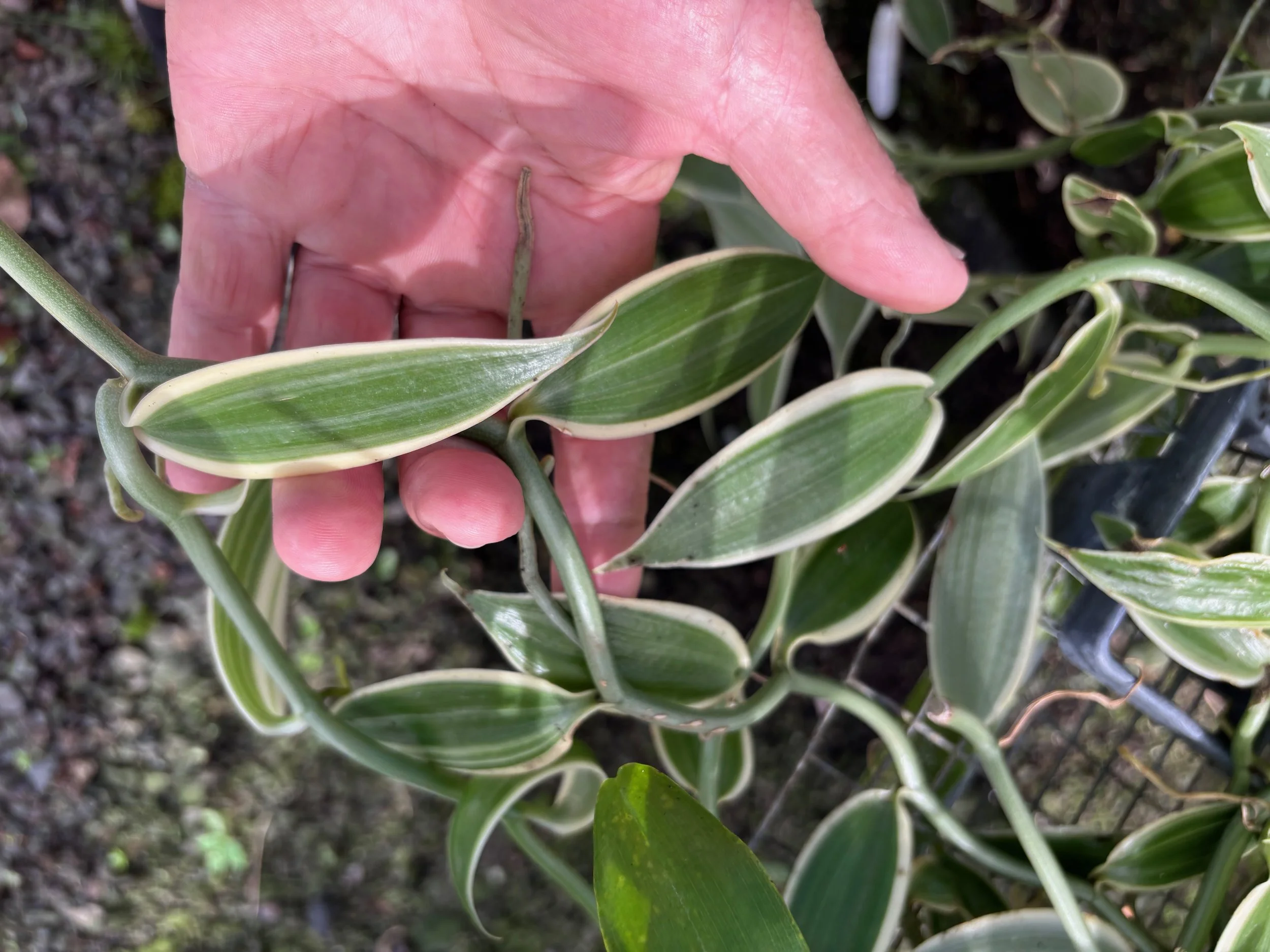 Vanilla fragrans 'Albo Marginata' (V. planifolia).jpeg