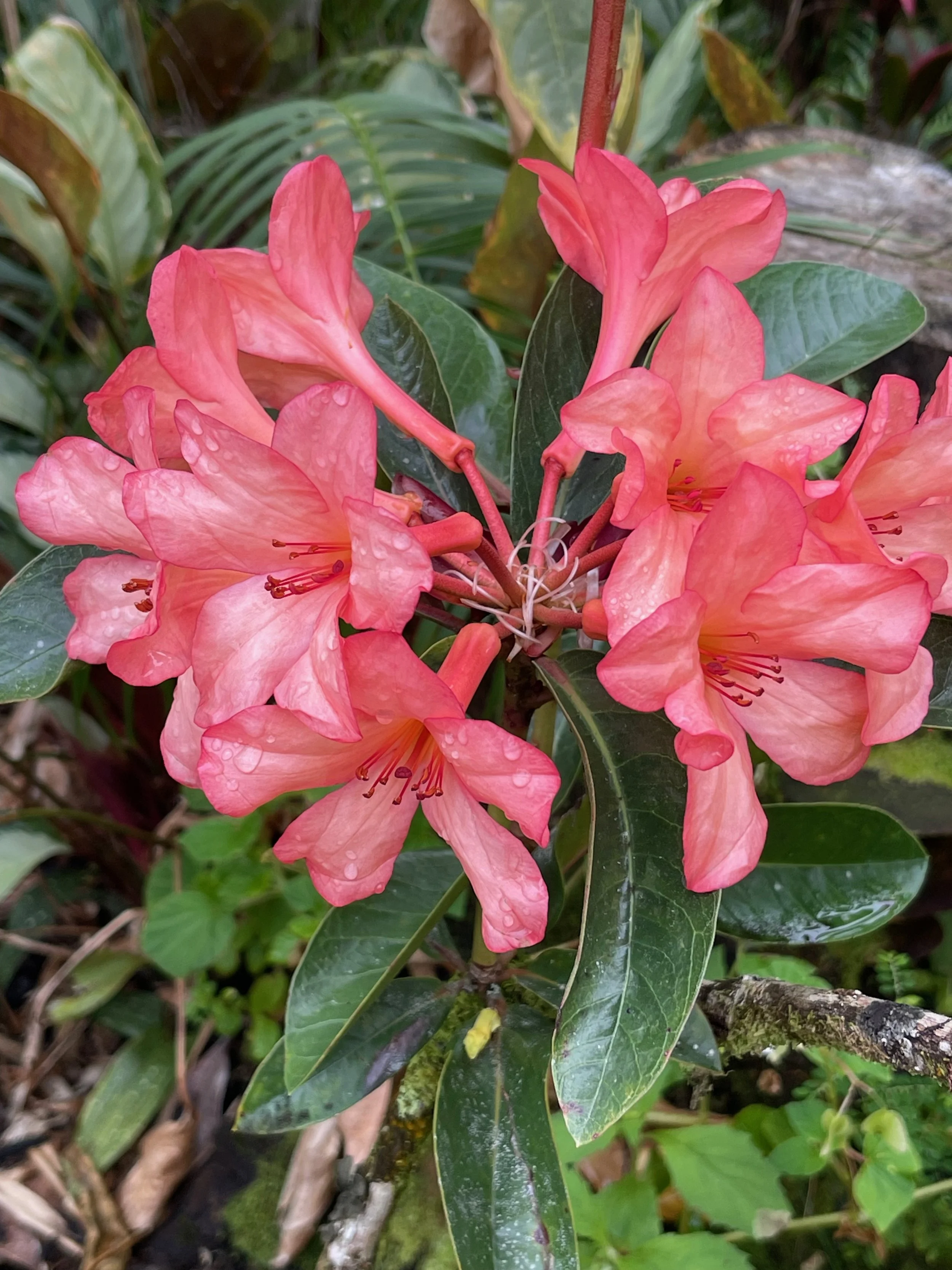 Rhododendron vireya (06) (Dark Peach, large) (2).jpeg