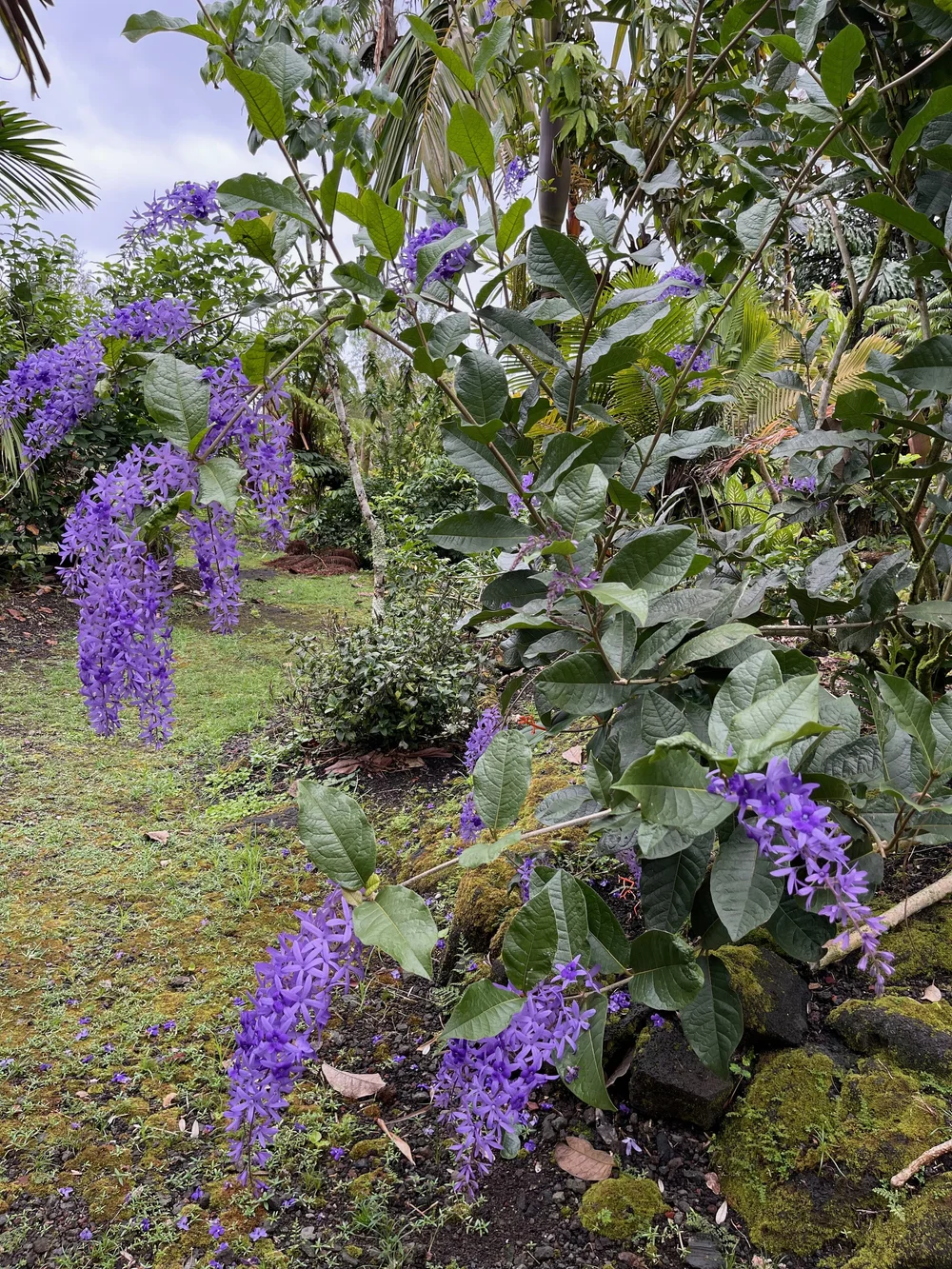 plante bougainvillier Bougainvillier sur tige | 90cm