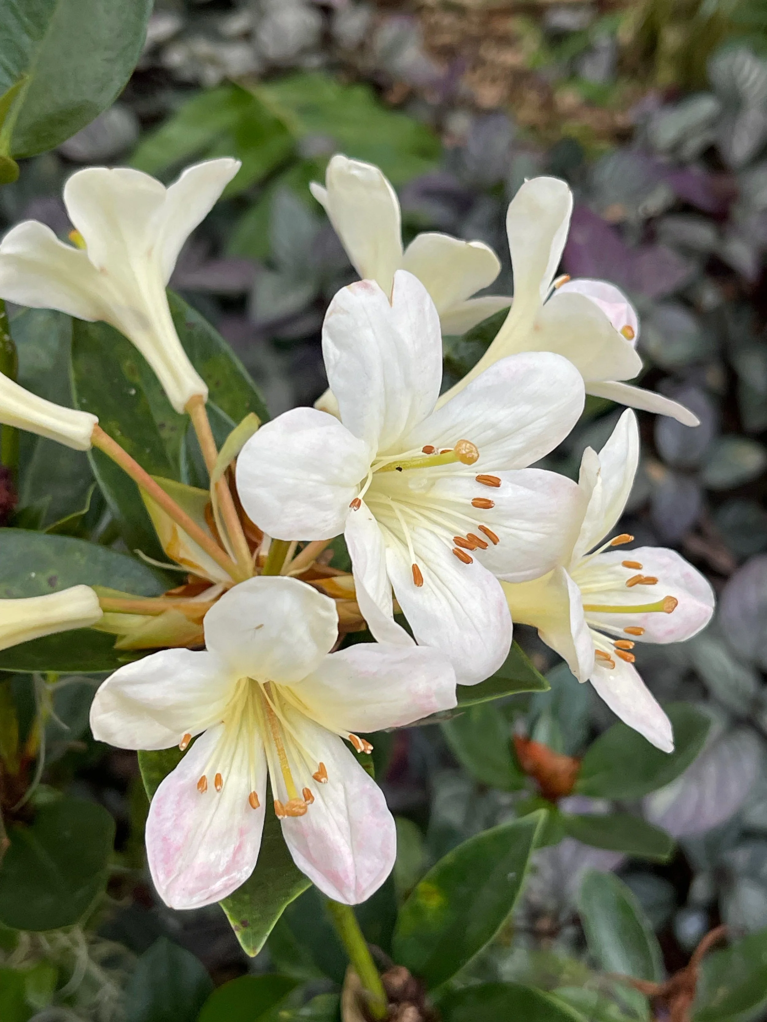 Rhododendron vireya 'Moyle's Marvel' (3).jpeg