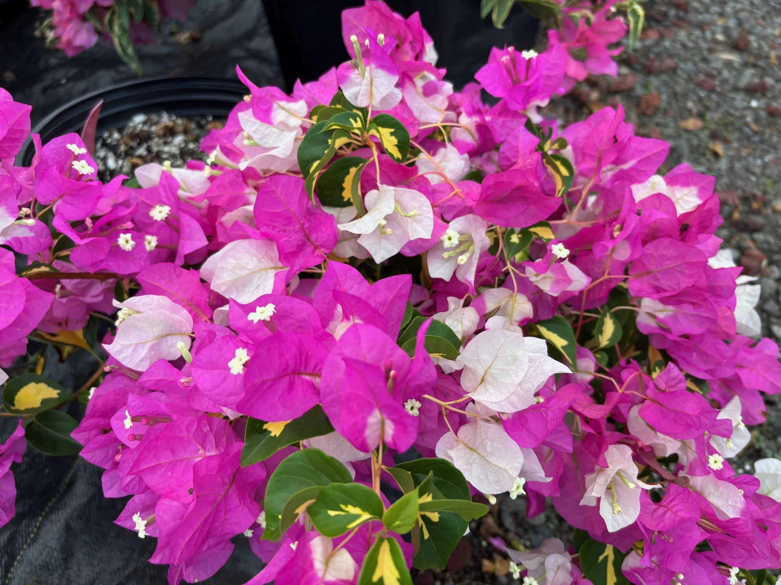 Bougainvillea 'Mary Palmer's Enchantment Var.' (1).jpeg