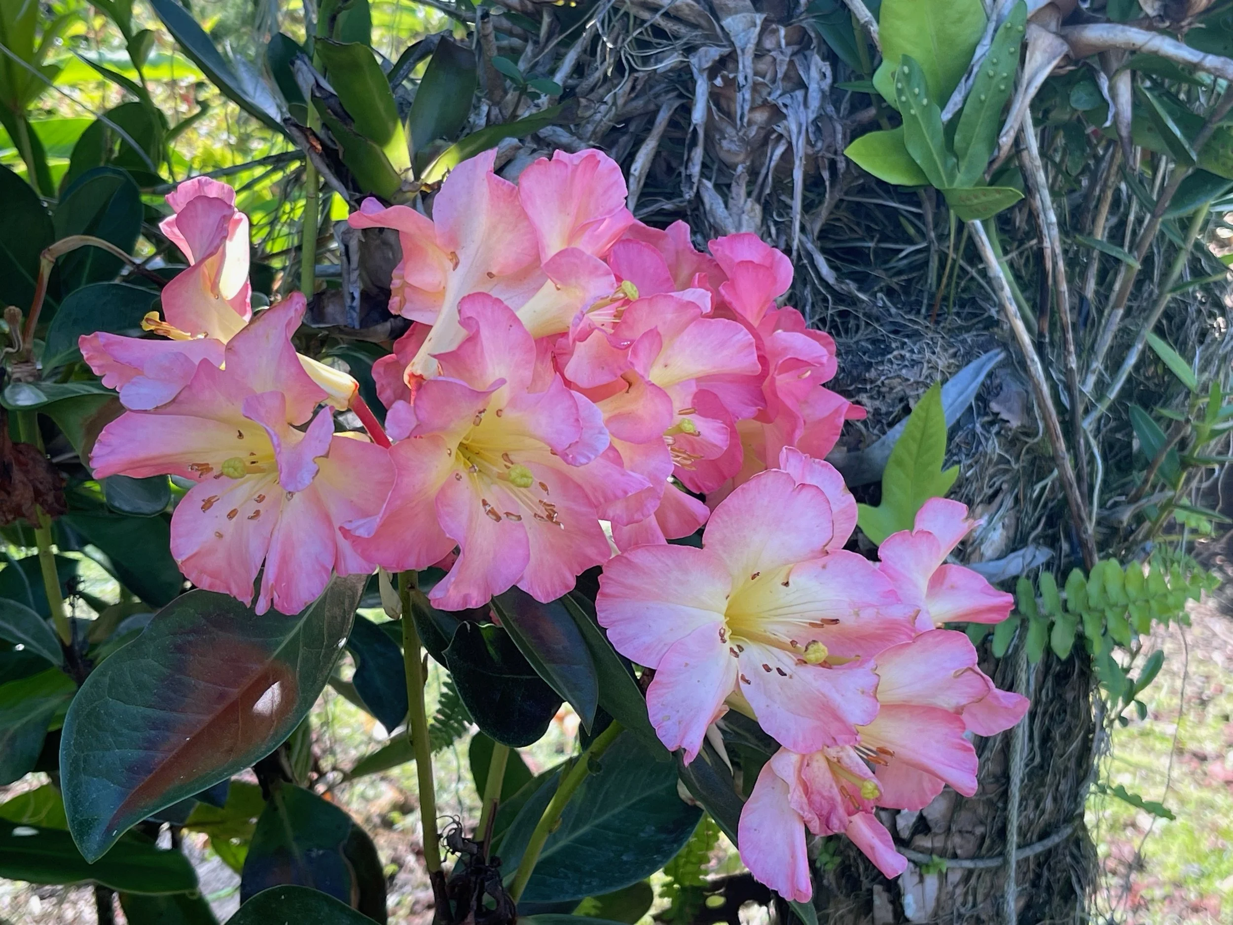 Rhododendron vireya 'New Zealand' (2).jpeg