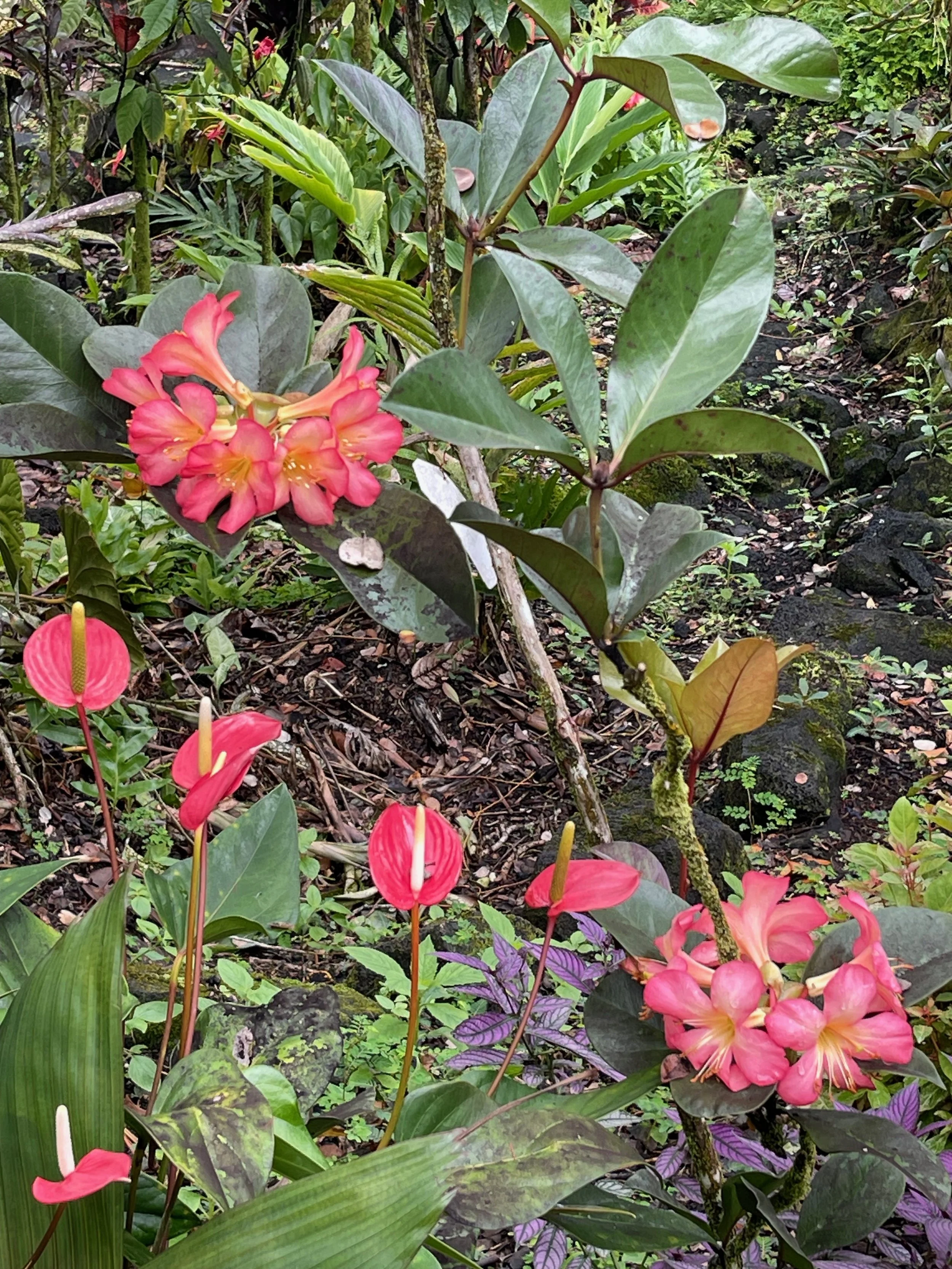 Rhododendron vireya 'Kadam' (4).jpeg
