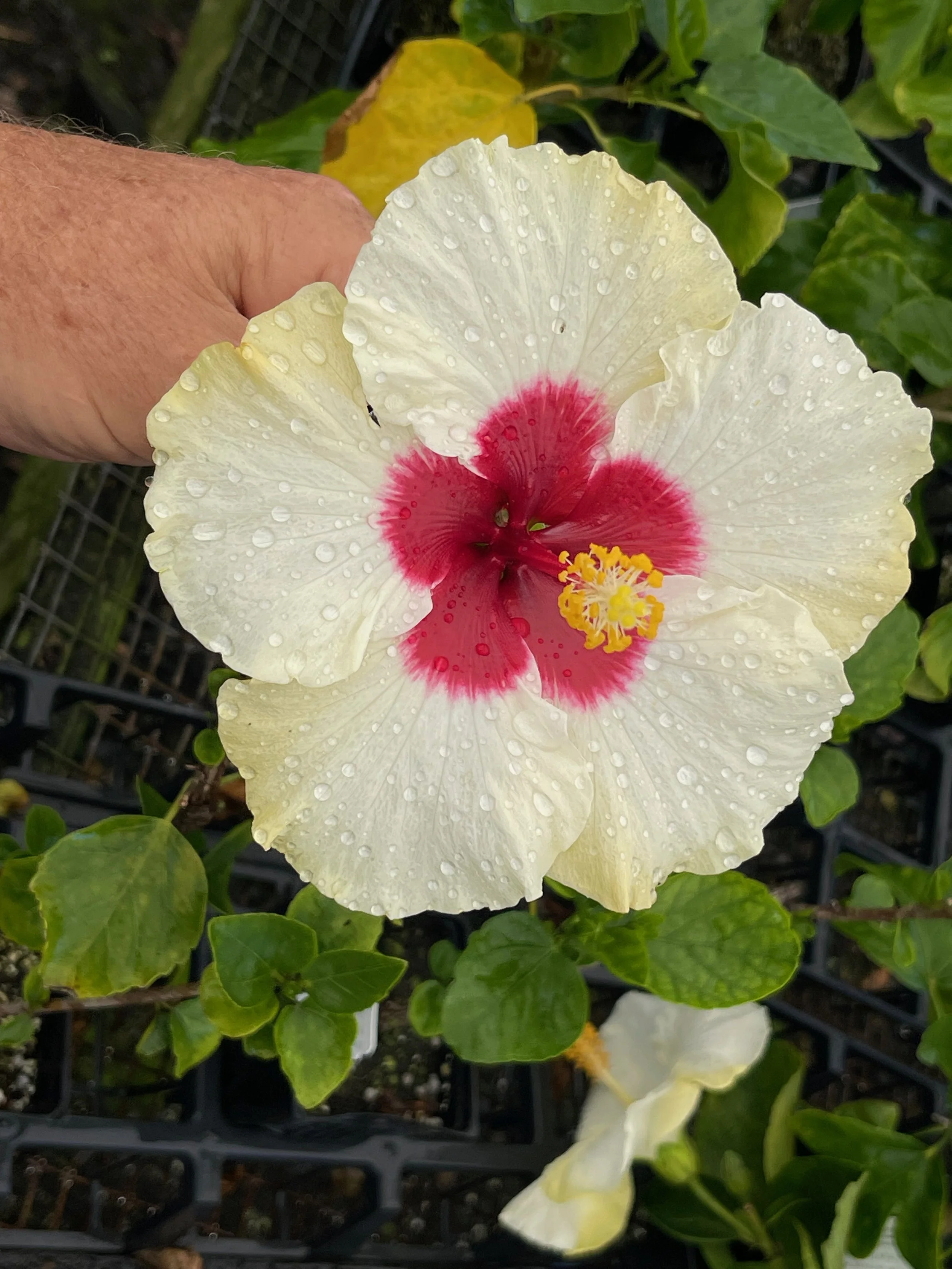 Hibiscus rosa-sinensis 'Beachside Bubbly' (2).jpeg