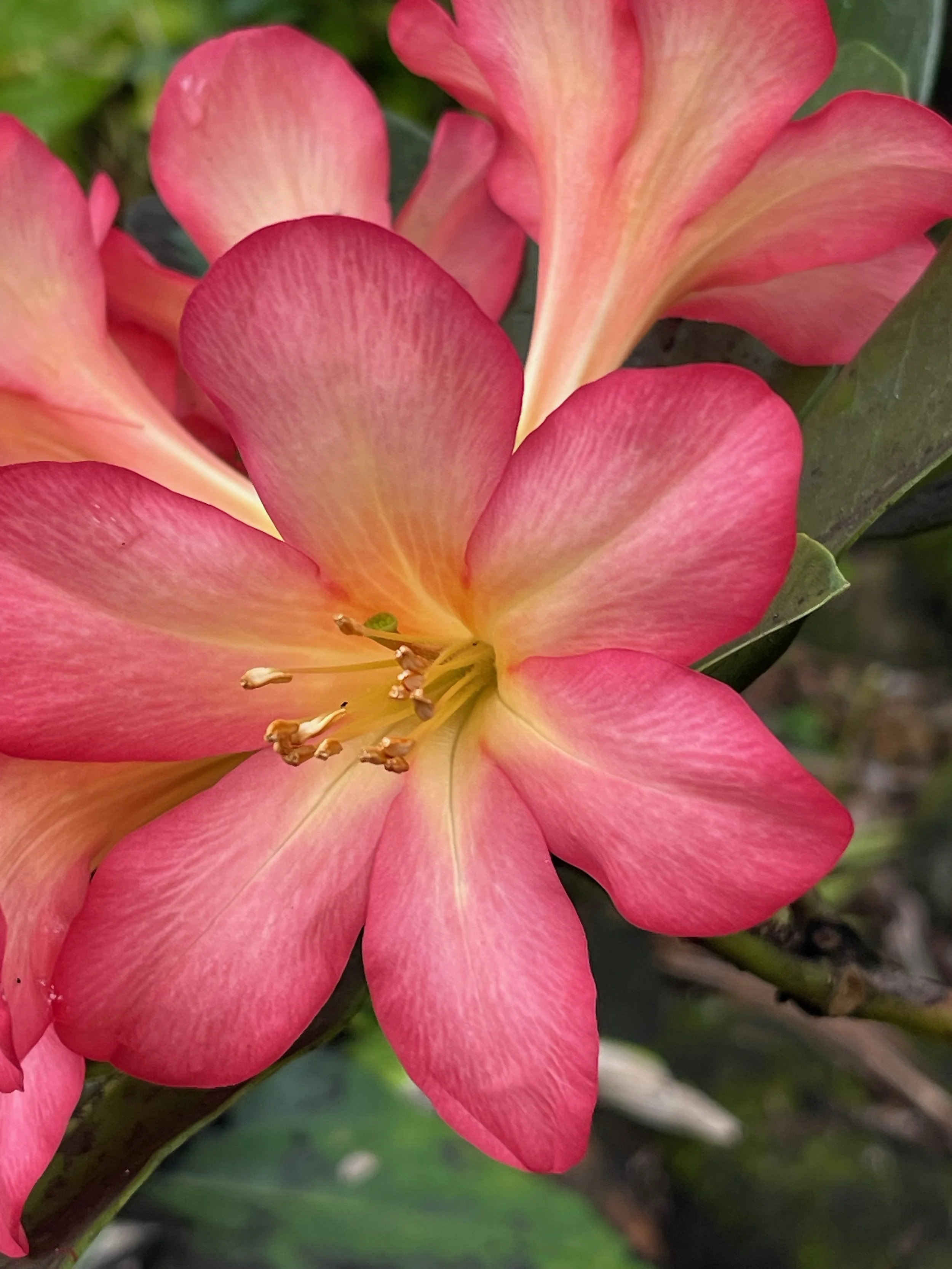 Rhododendron vireya 'Kadam' (2).jpeg