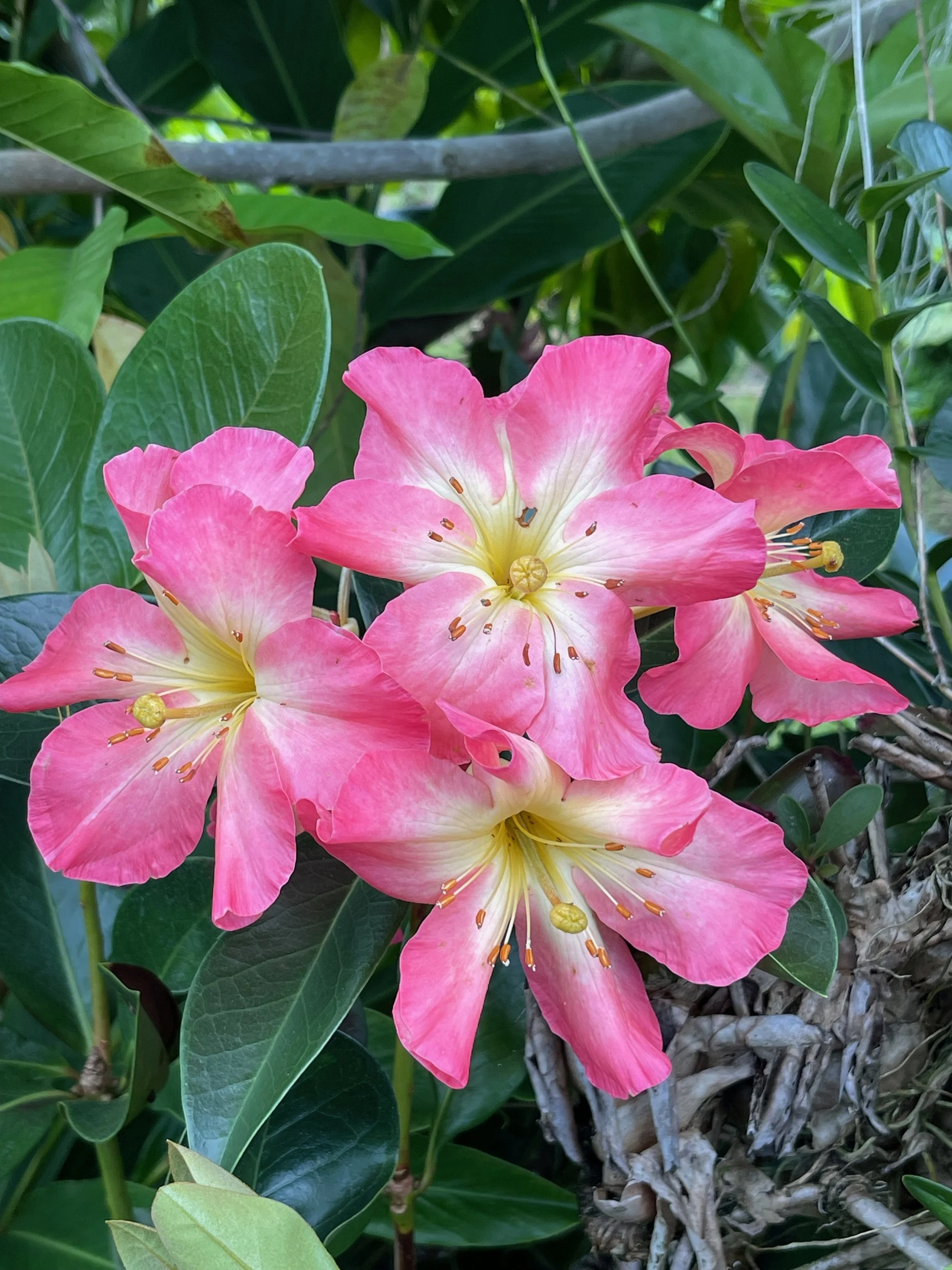 Rhododendron vireya 'New Zealand.jpeg