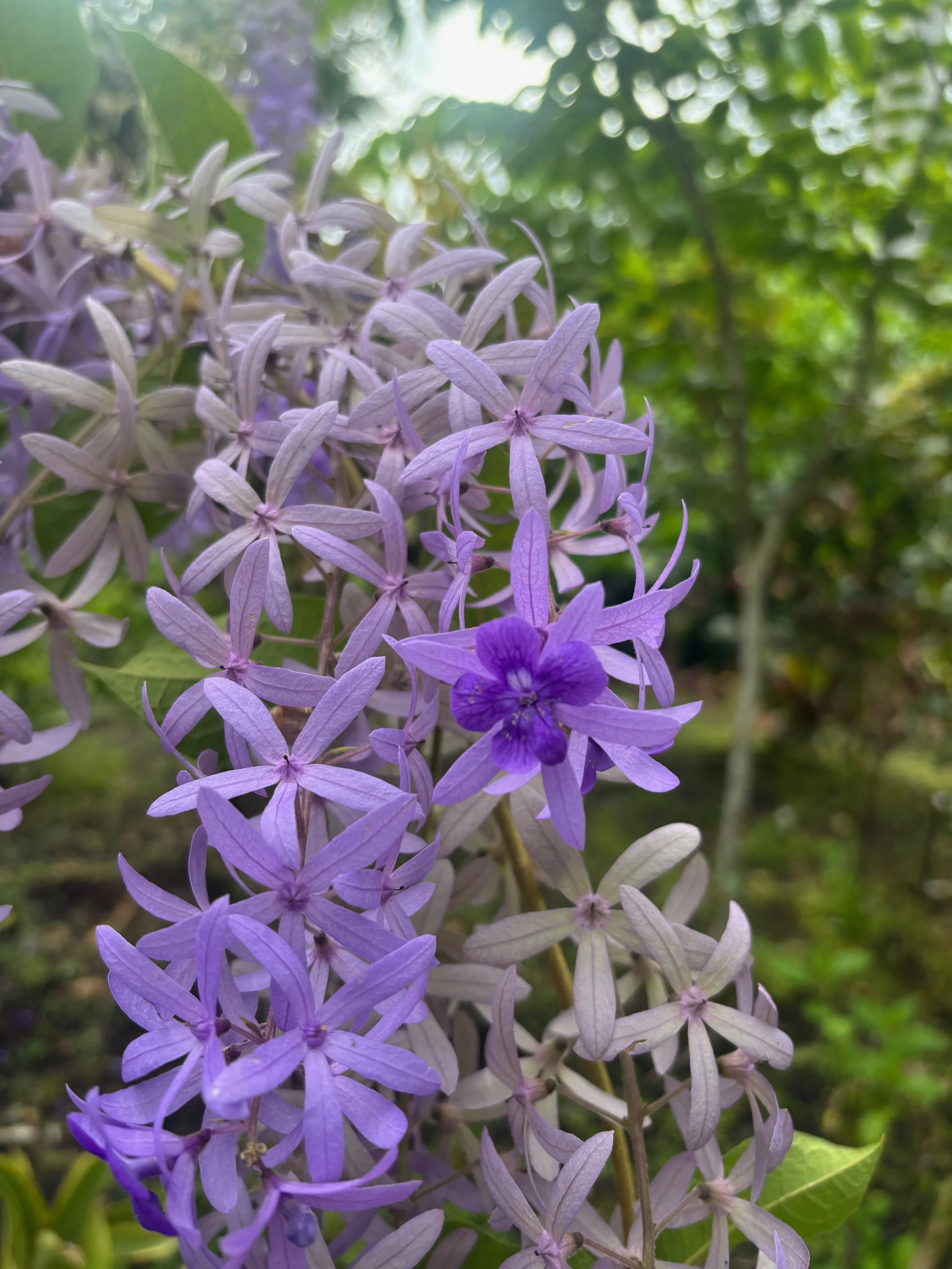 Petrea volubilis (large form) (1).jpeg