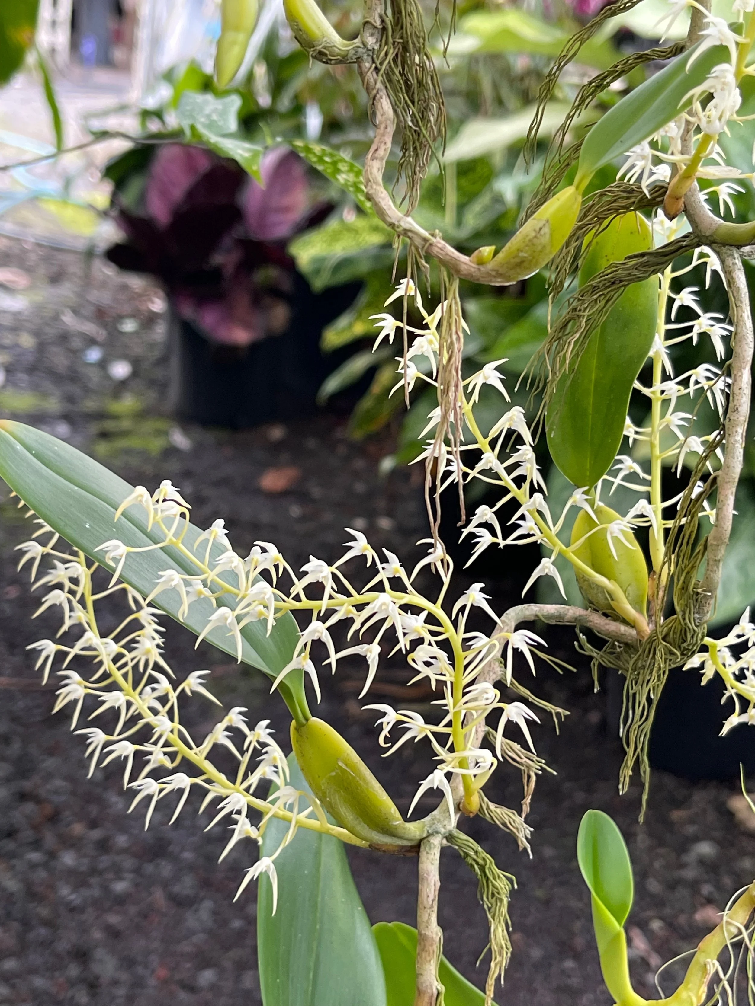 Bulbophyllum laxiflorum (maybe - small white flw) (4).jpeg