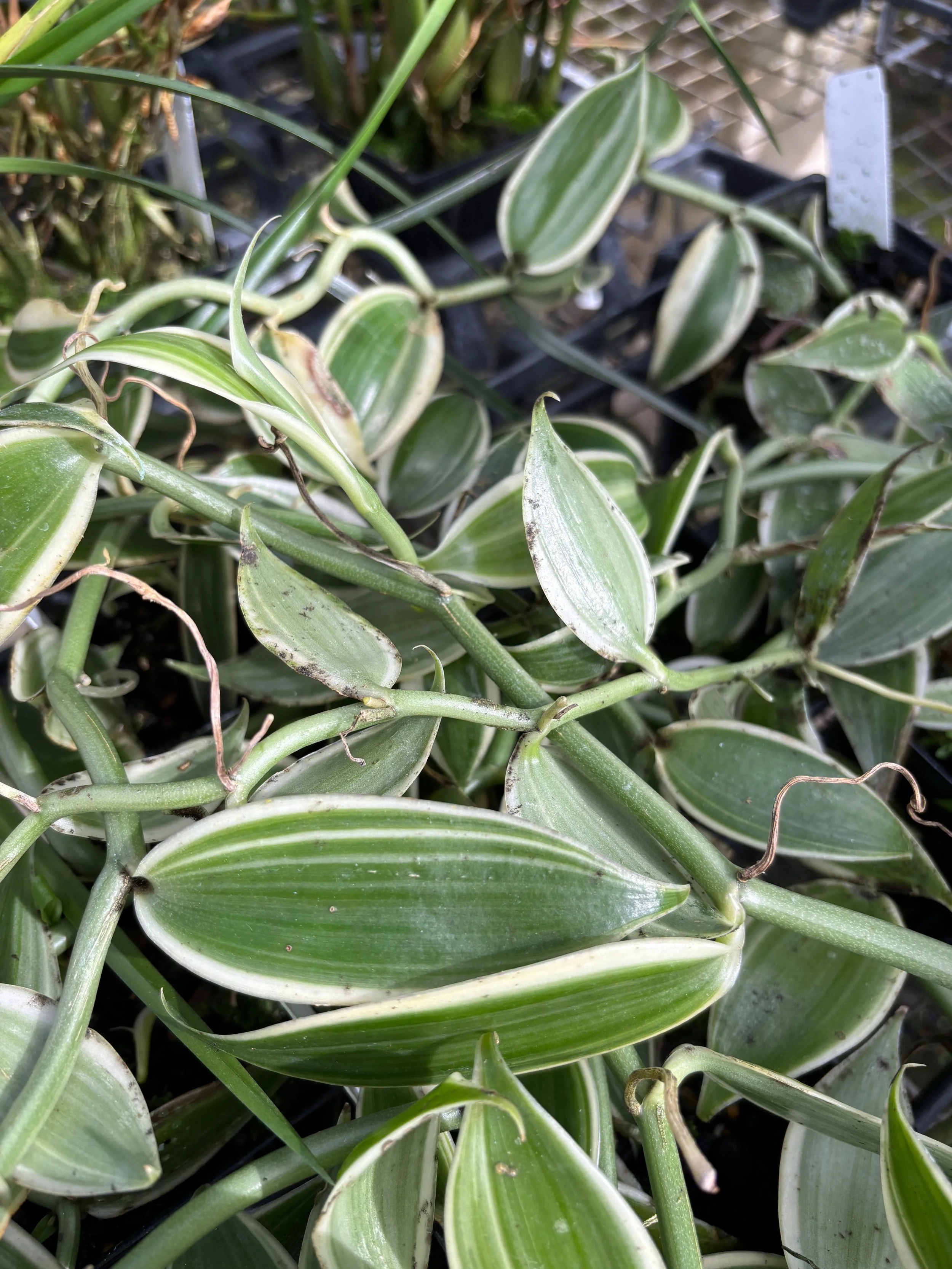 Vanilla fragrans 'Albo Marginata' (V. planifolia) (3).jpeg