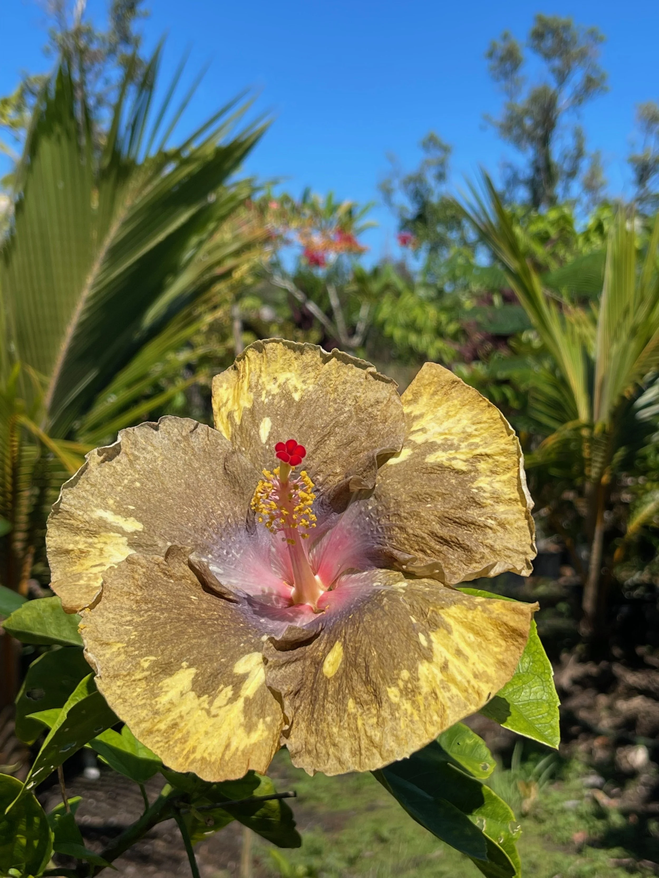 Hibiscus rosa-sinensis 'Thunder Egg' (1).jpeg
