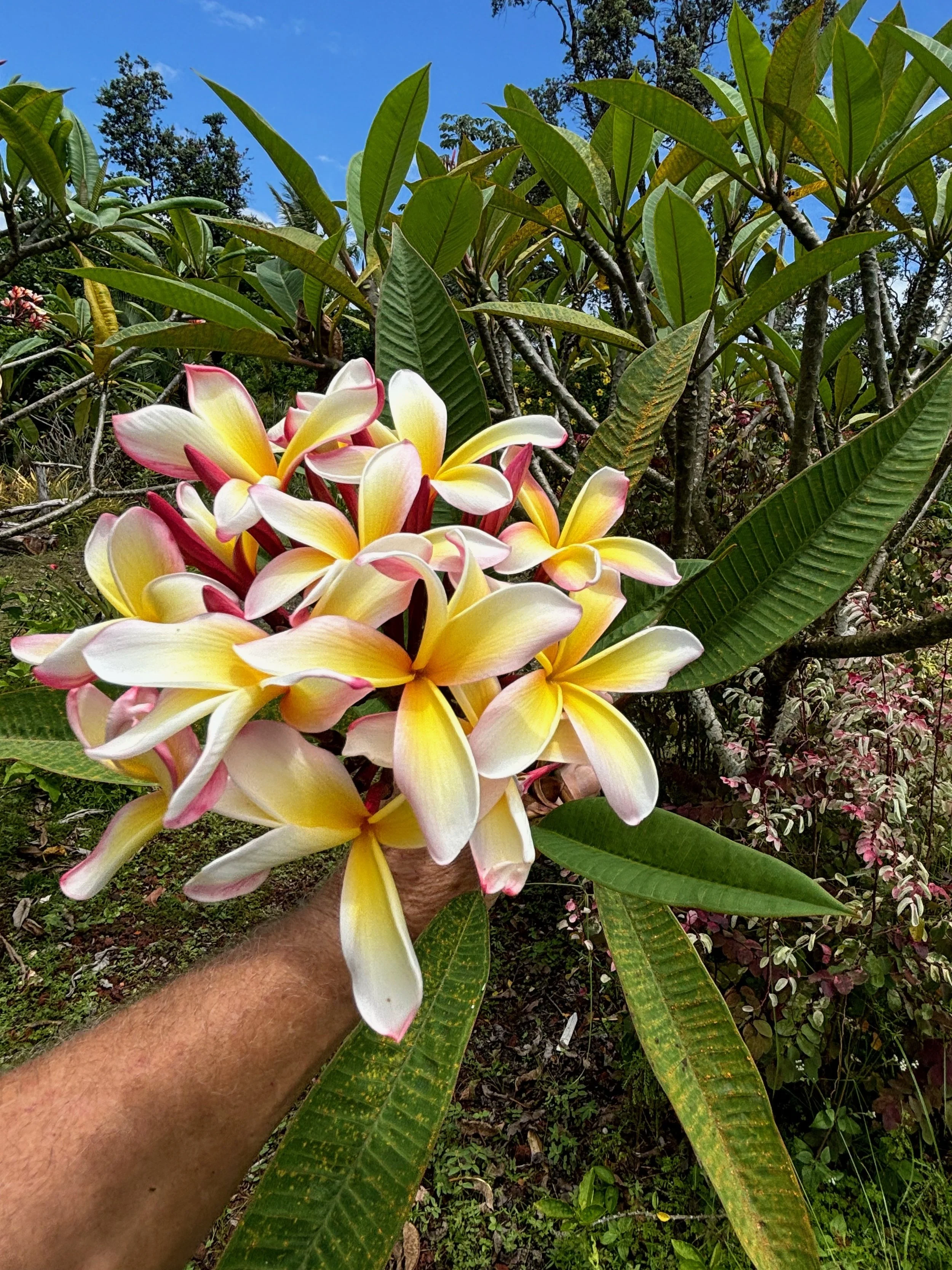 Plumeria rubra (small pinwheel).jpeg
