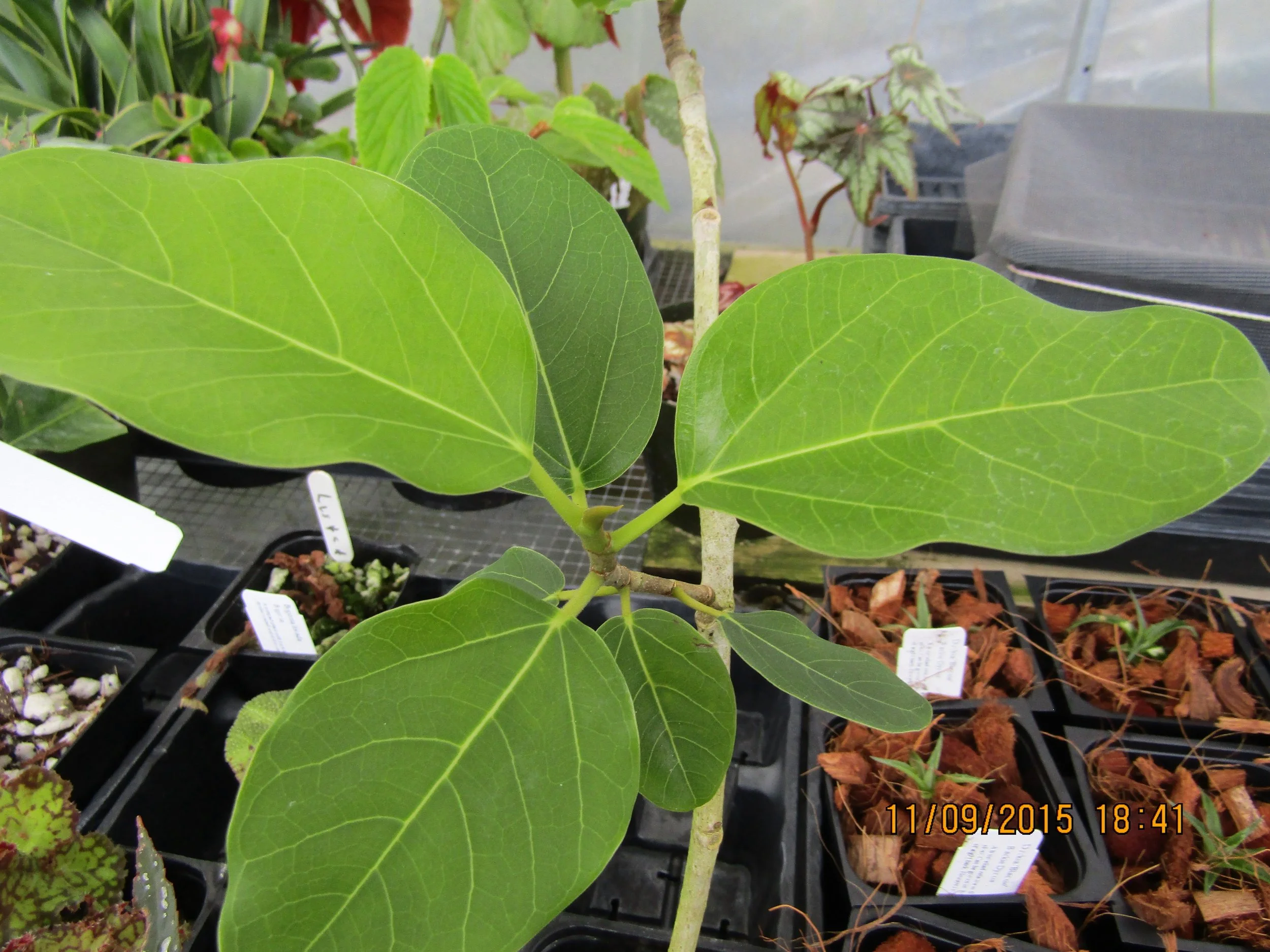 Ficus benghalensis (2).jpeg